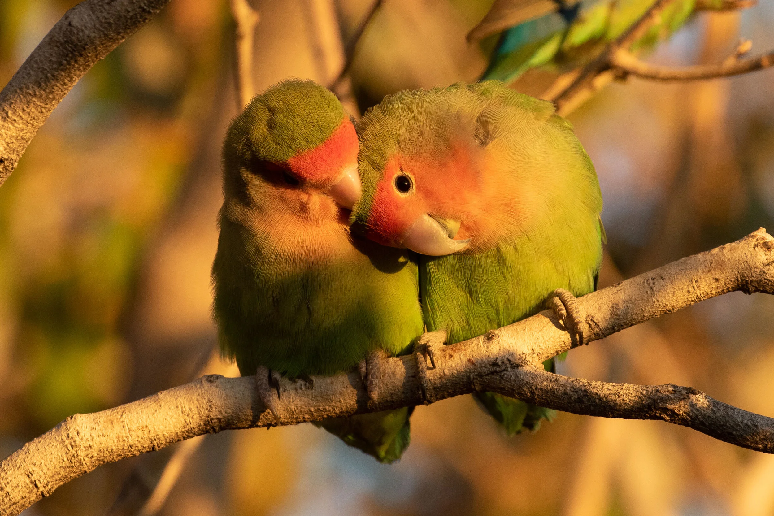 Rosy-faced_Lovebird_AF9A4010.jpg