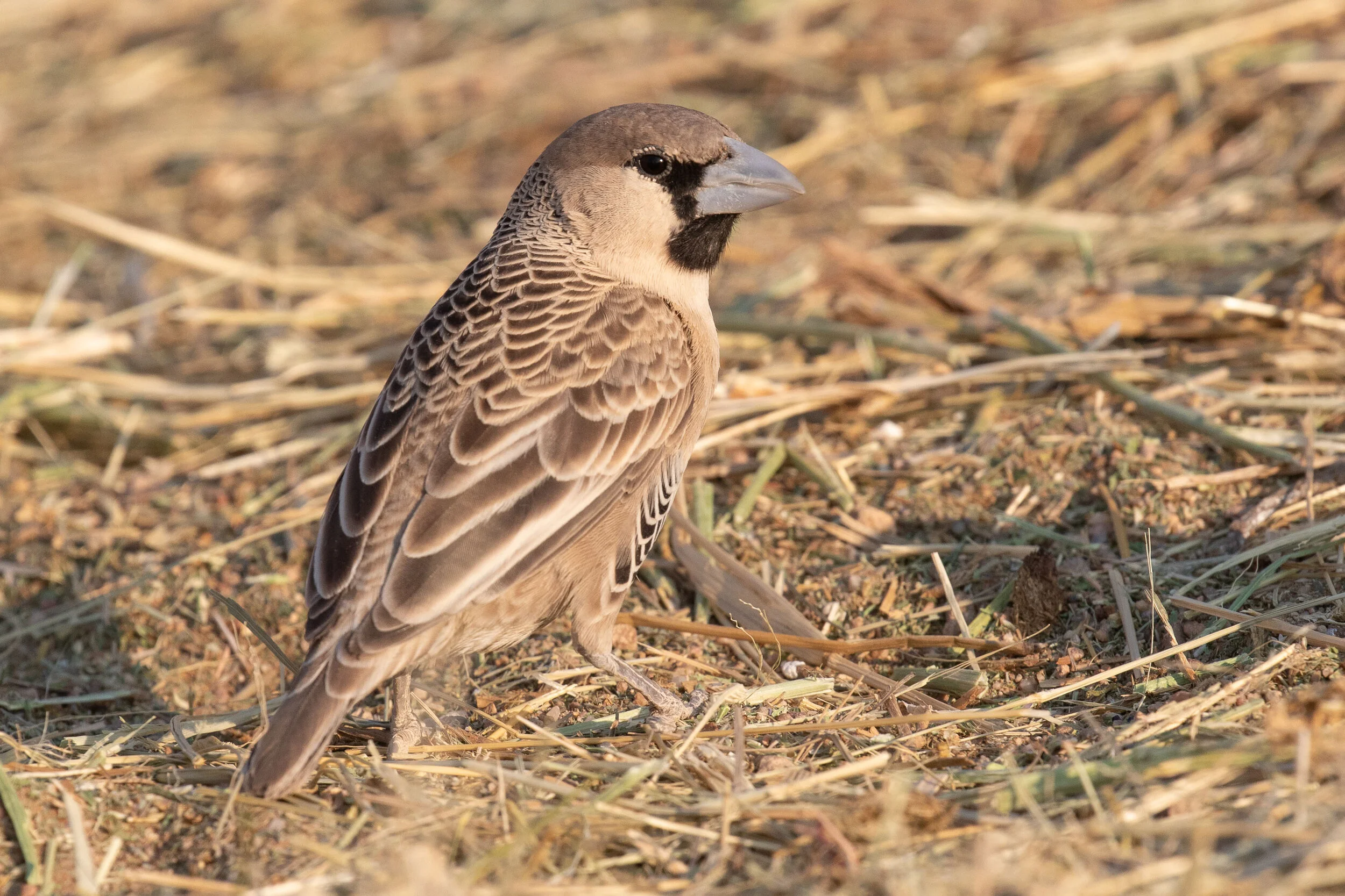 Sociable_Weaver_AF9A3537.jpg