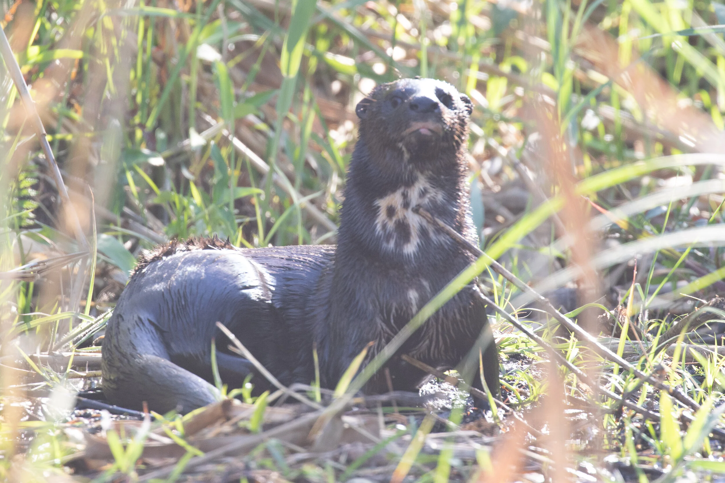 Spotted-necked_Otter_AF9A4739.jpg