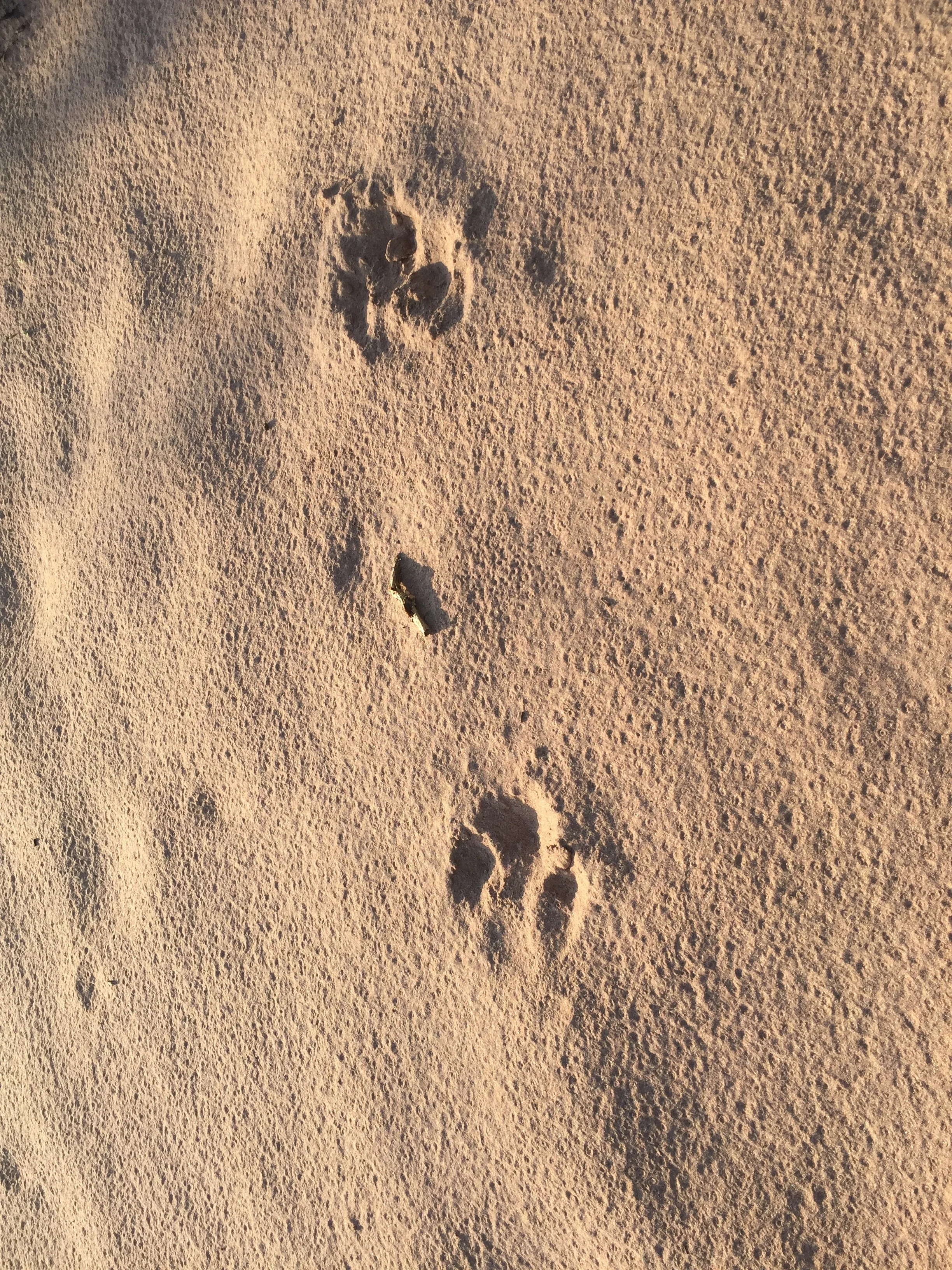 Tapir tracks