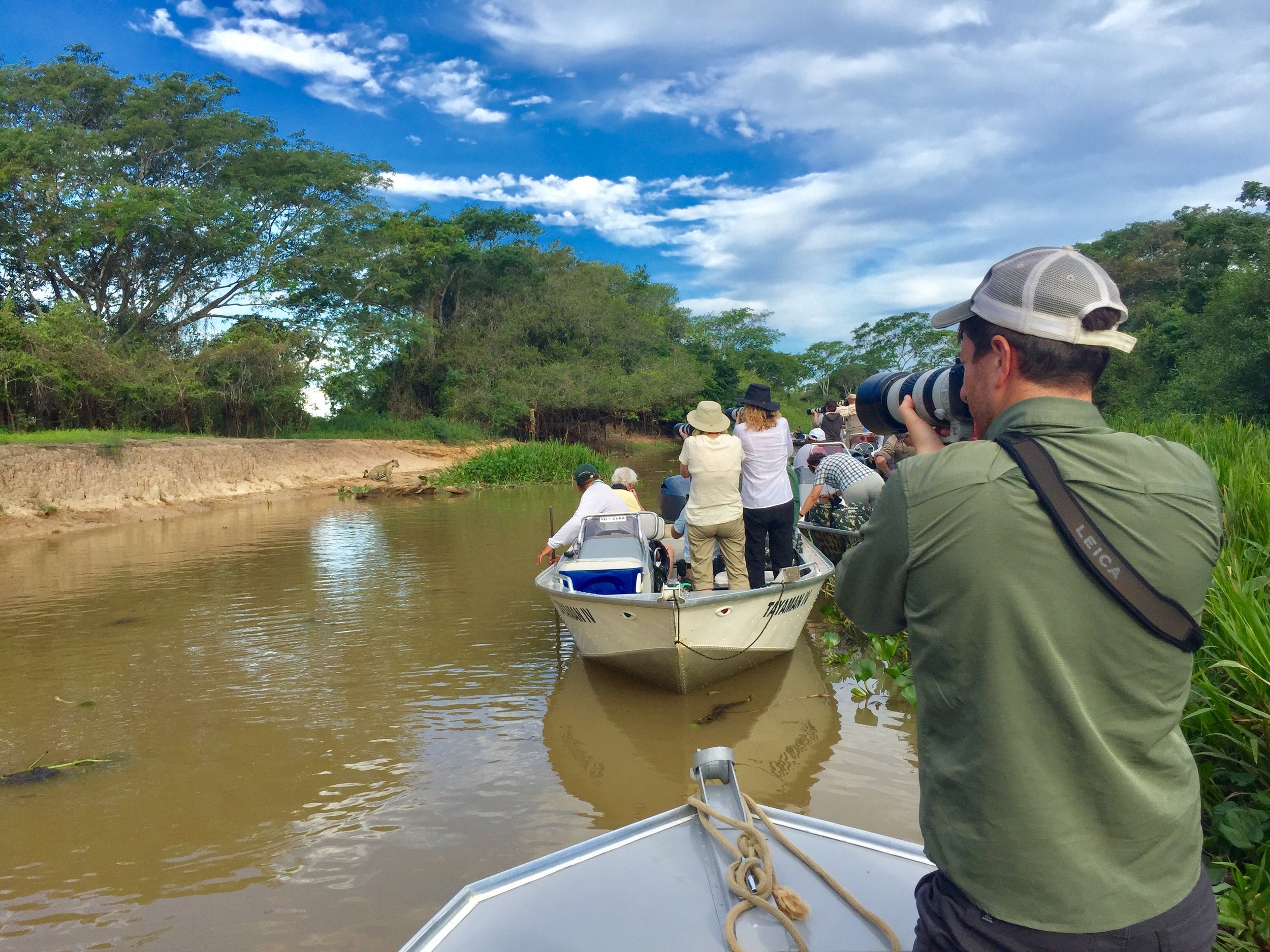 Photographing a Jaguar