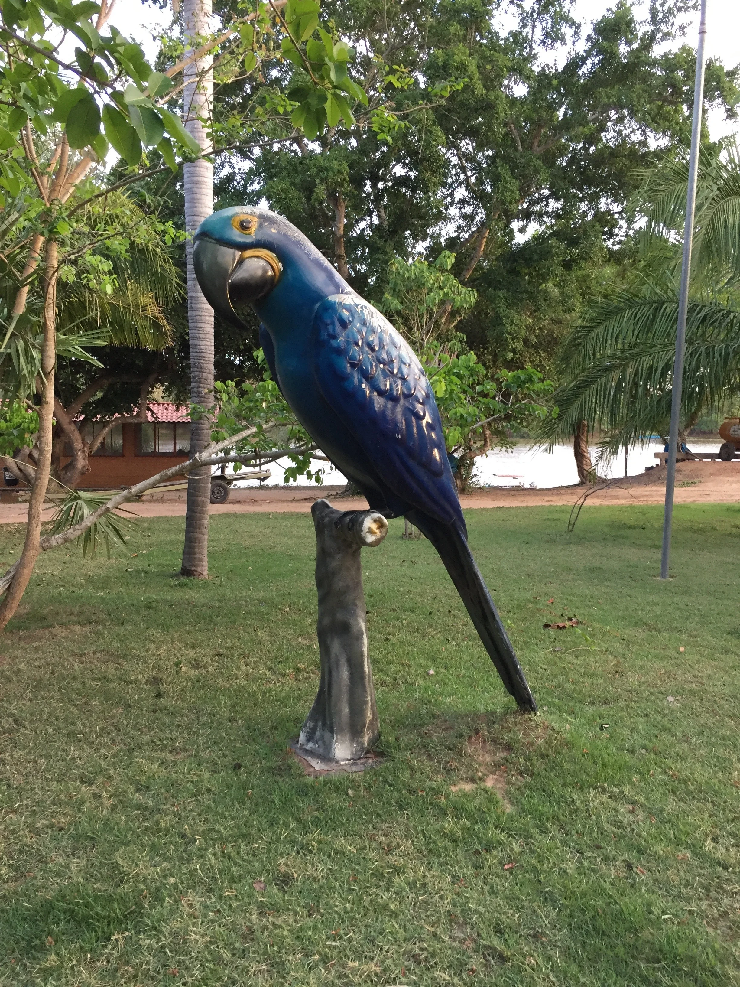 Giant Hyacinth Macaw