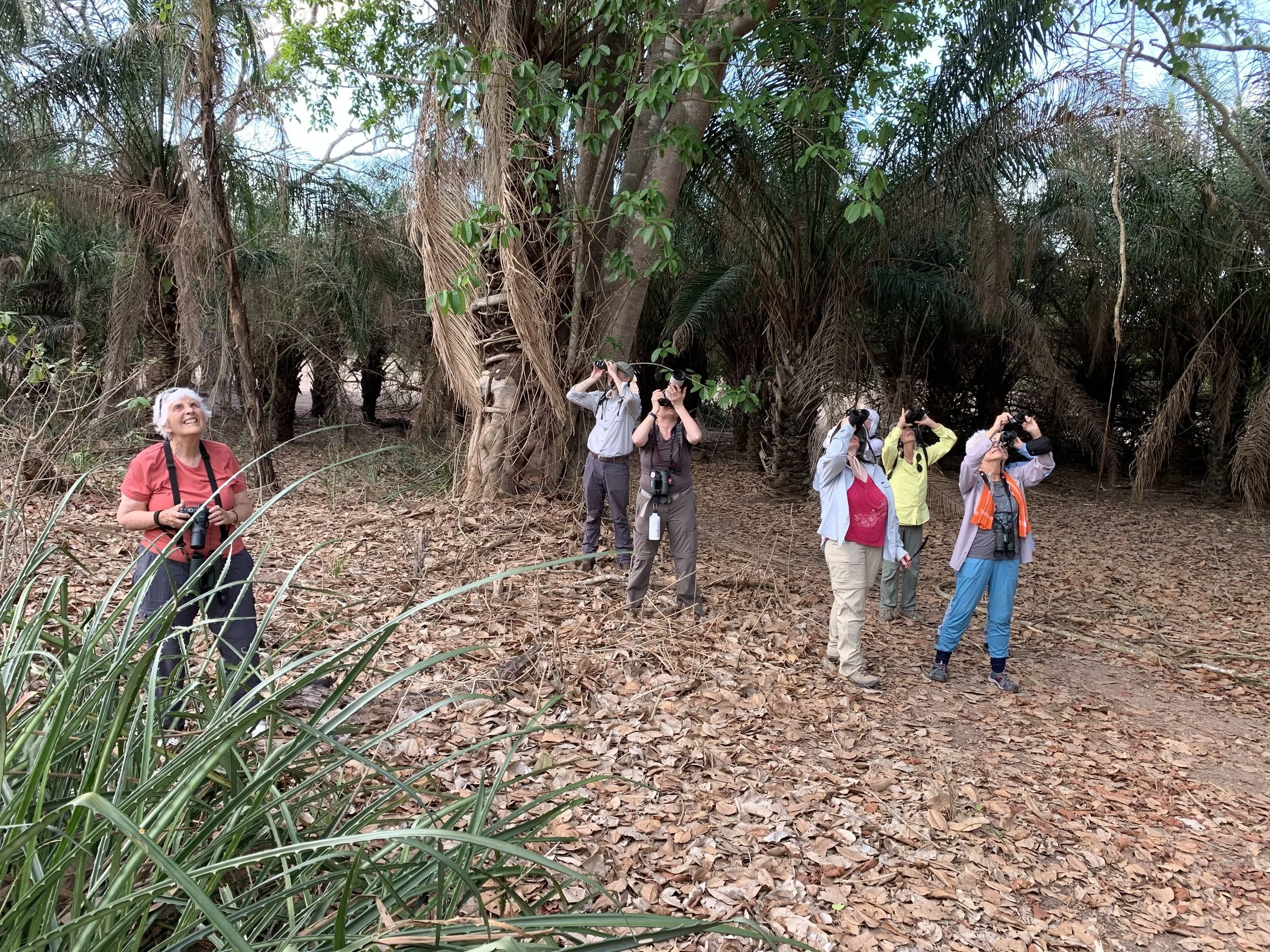 Watching Hyacinth Macaws at a nest