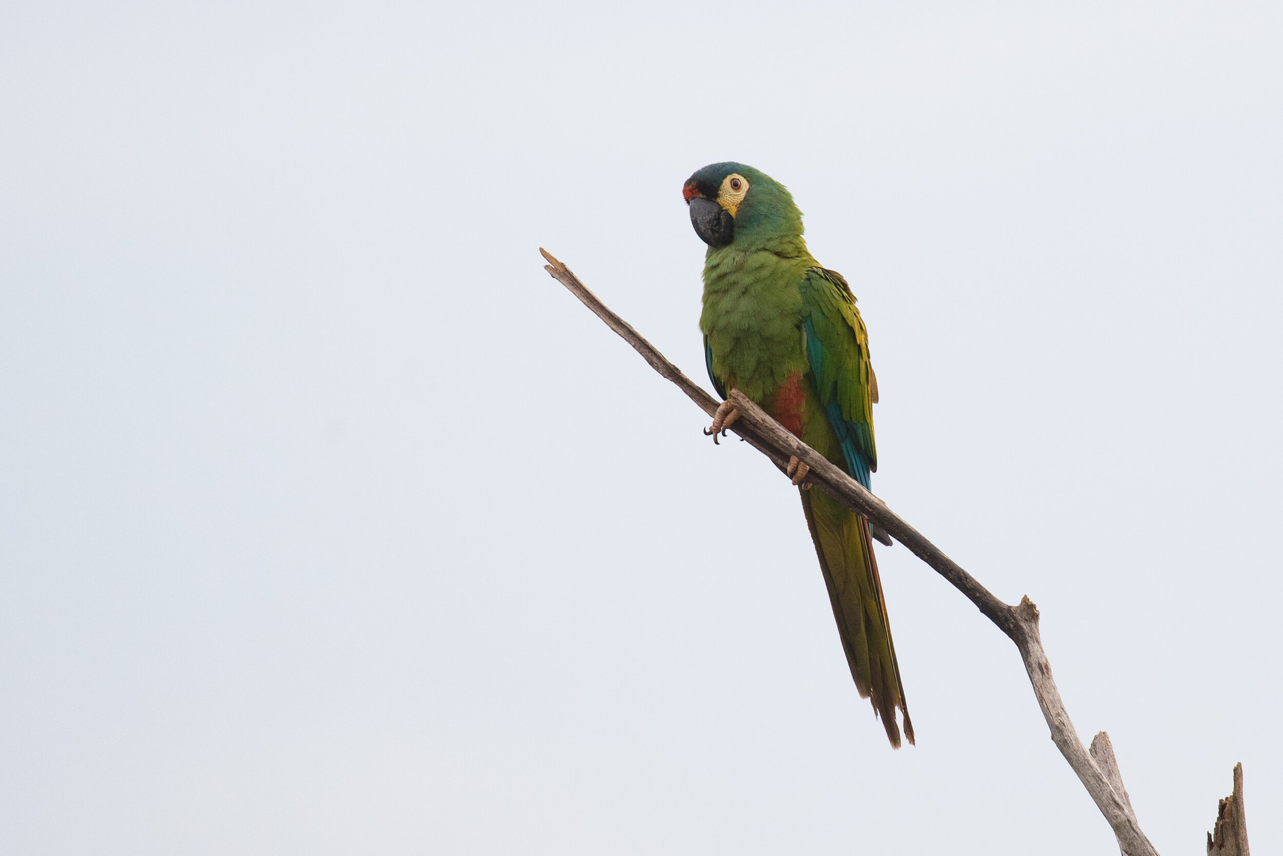 Blue-winged Macaw