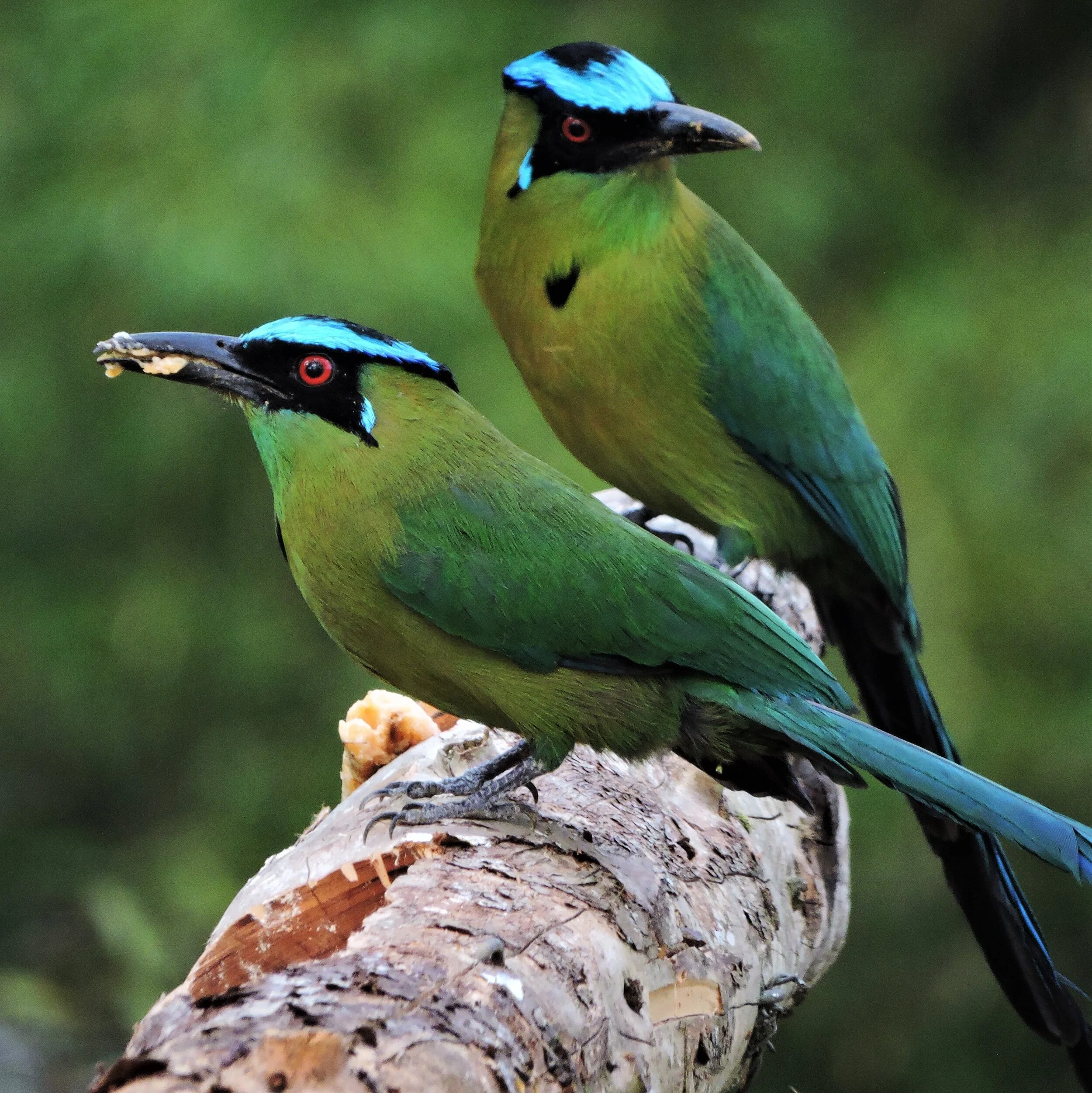 Andean Motmot