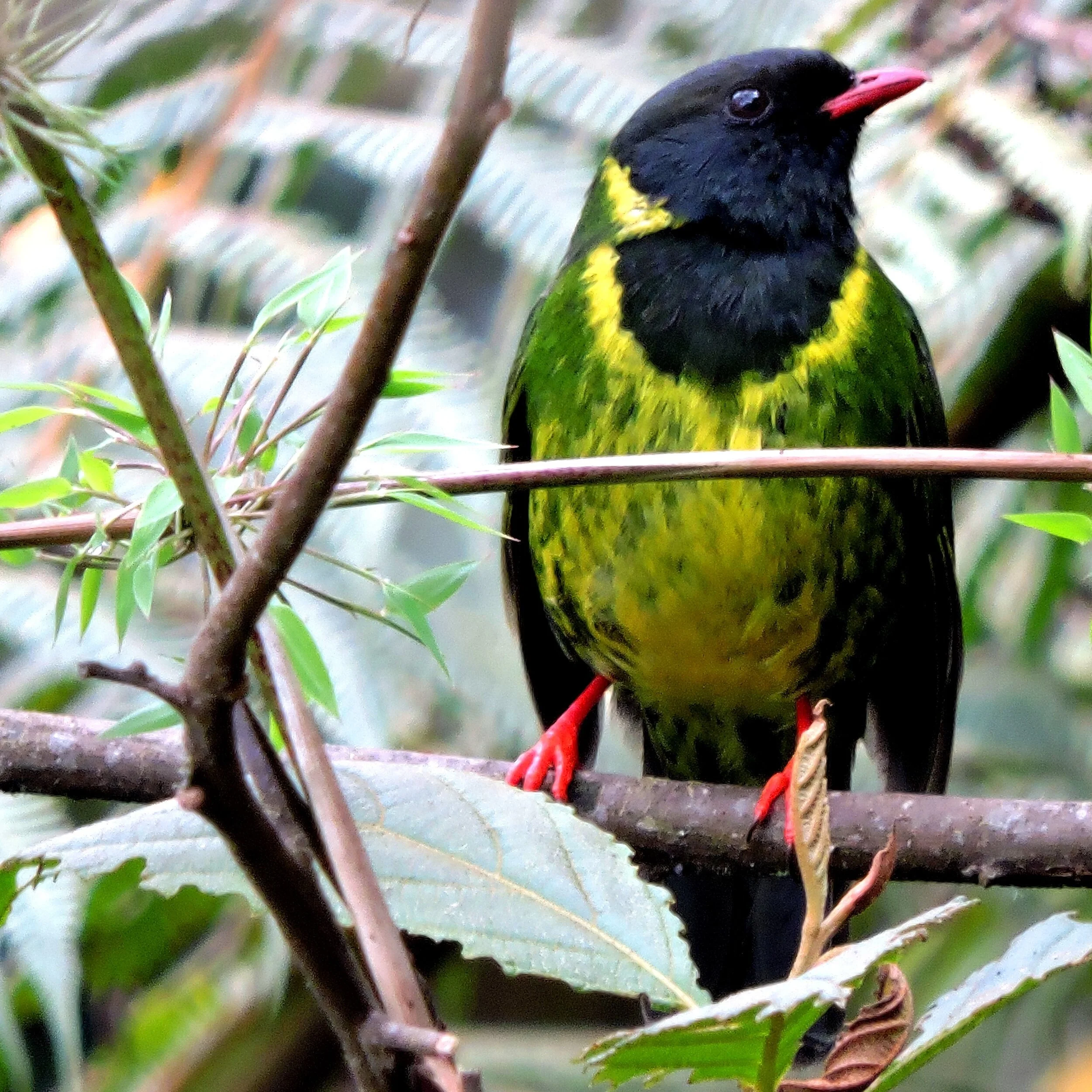 Green-and-black Fruiteater