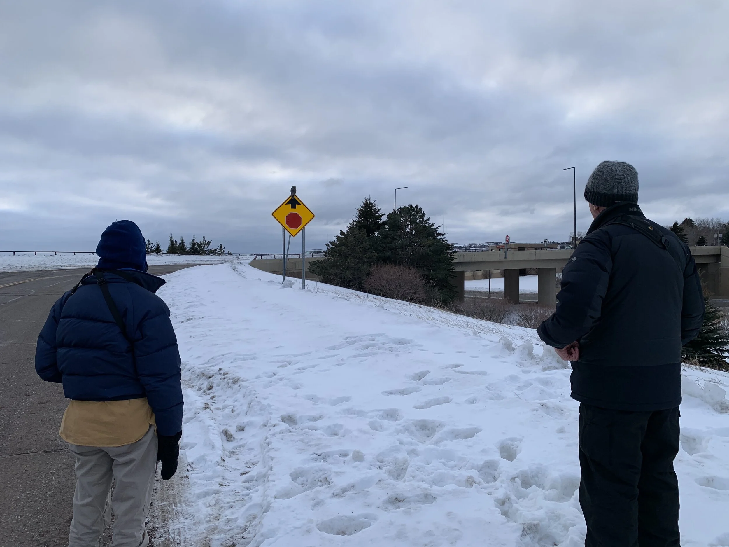 Watching a Great Gray Owl
