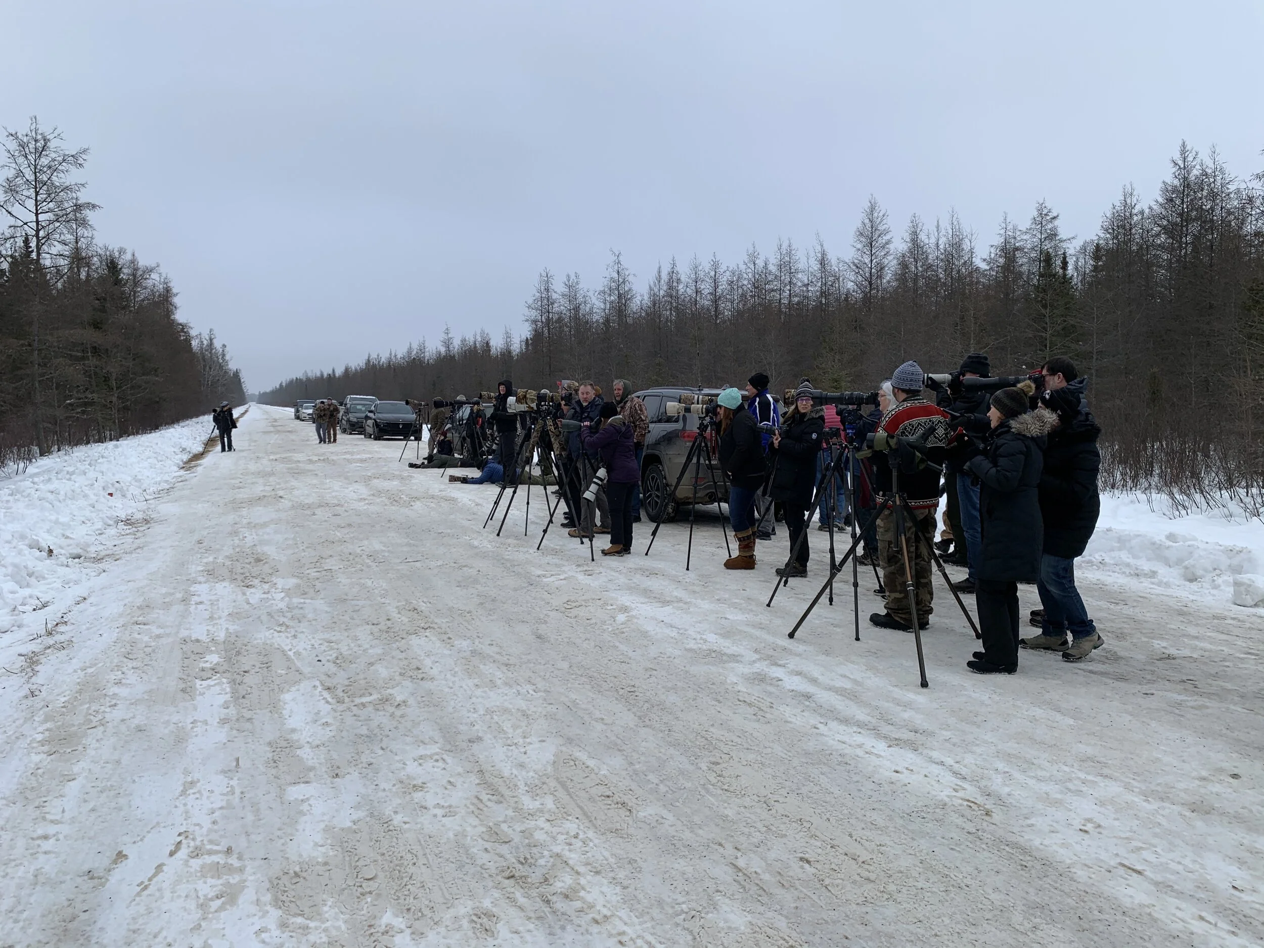 Boreal Owl watching crowd
