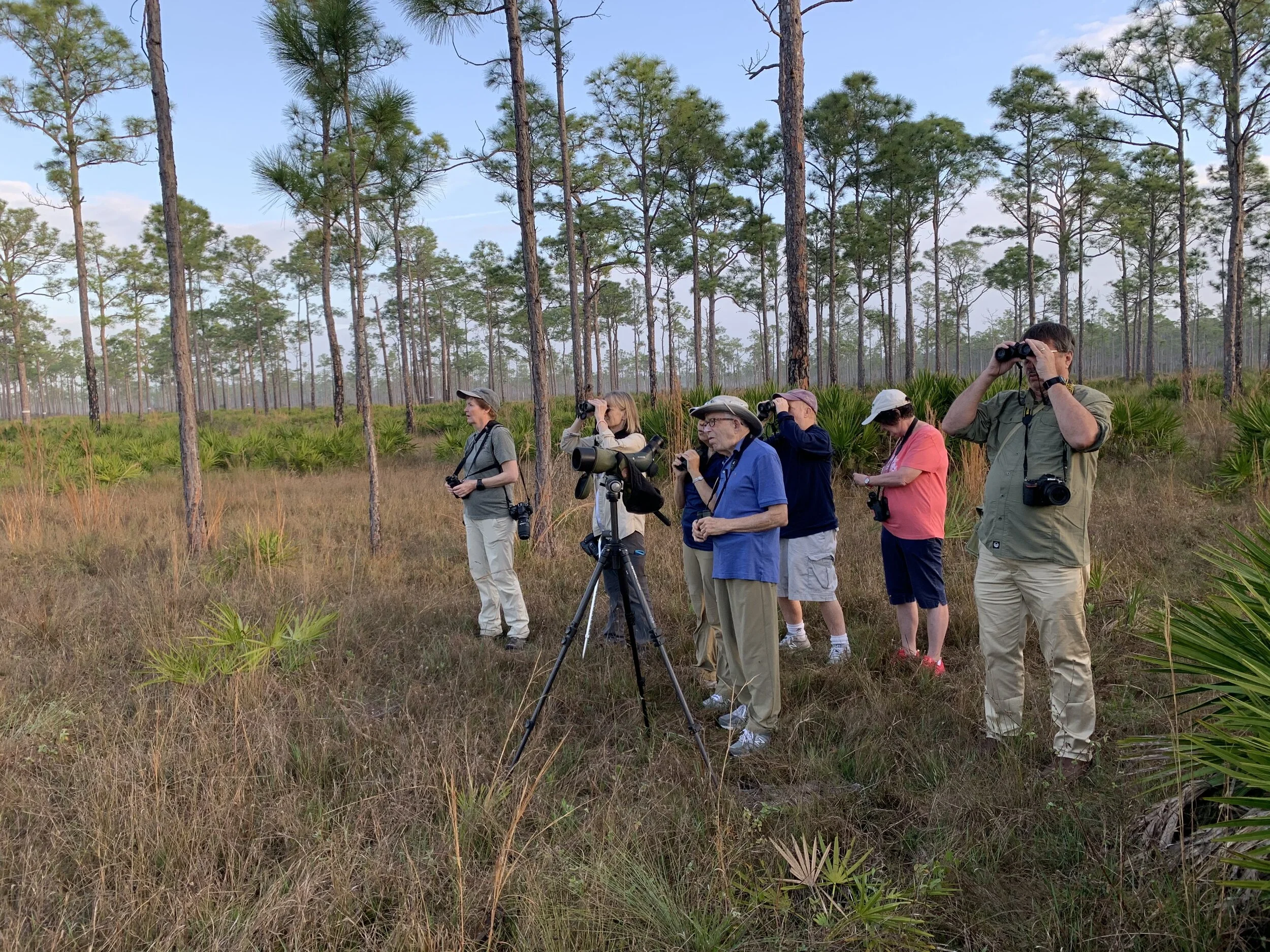 Birding piney woods