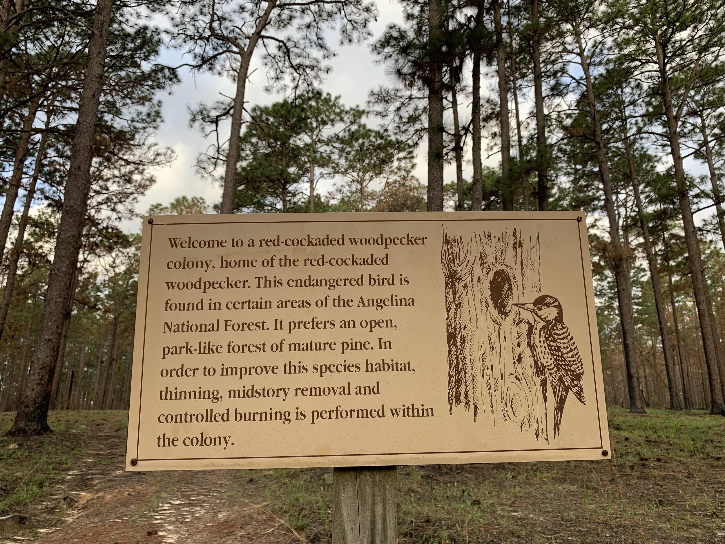 Red-cockaded Woodpecker sign