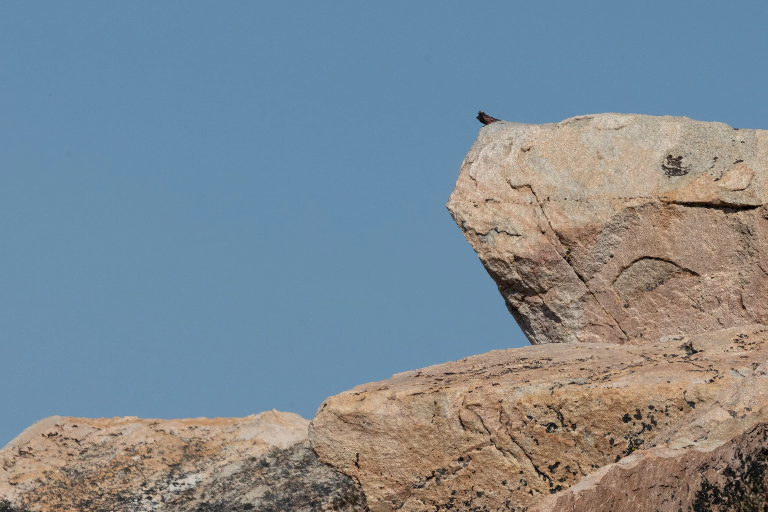 Black Rosy Finch in its rocky alpine habitat