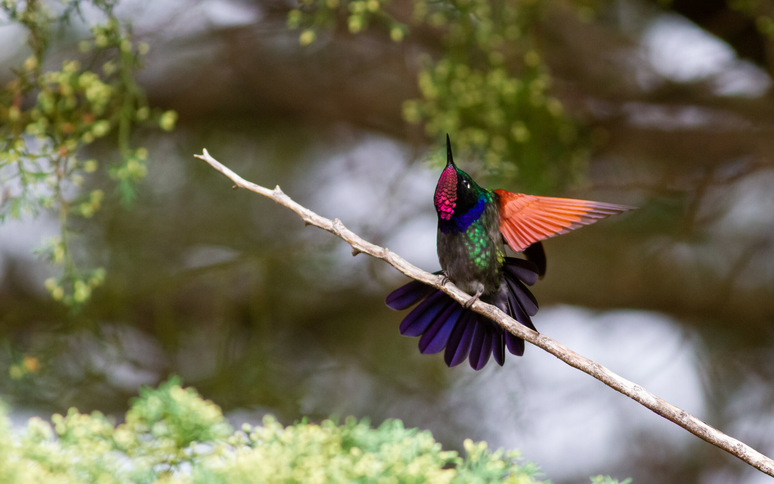 Garnet-throated Hummingbird