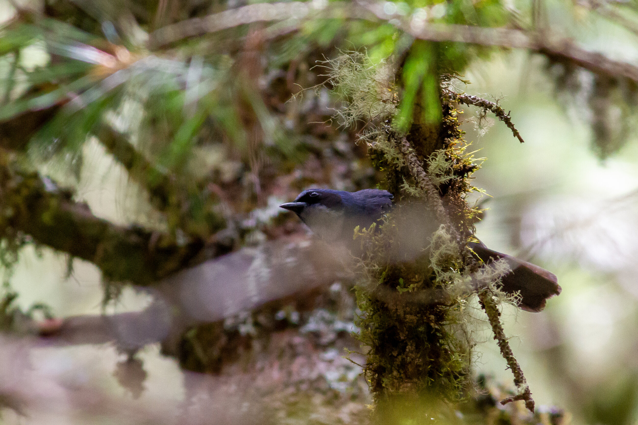 Dwarf Jay