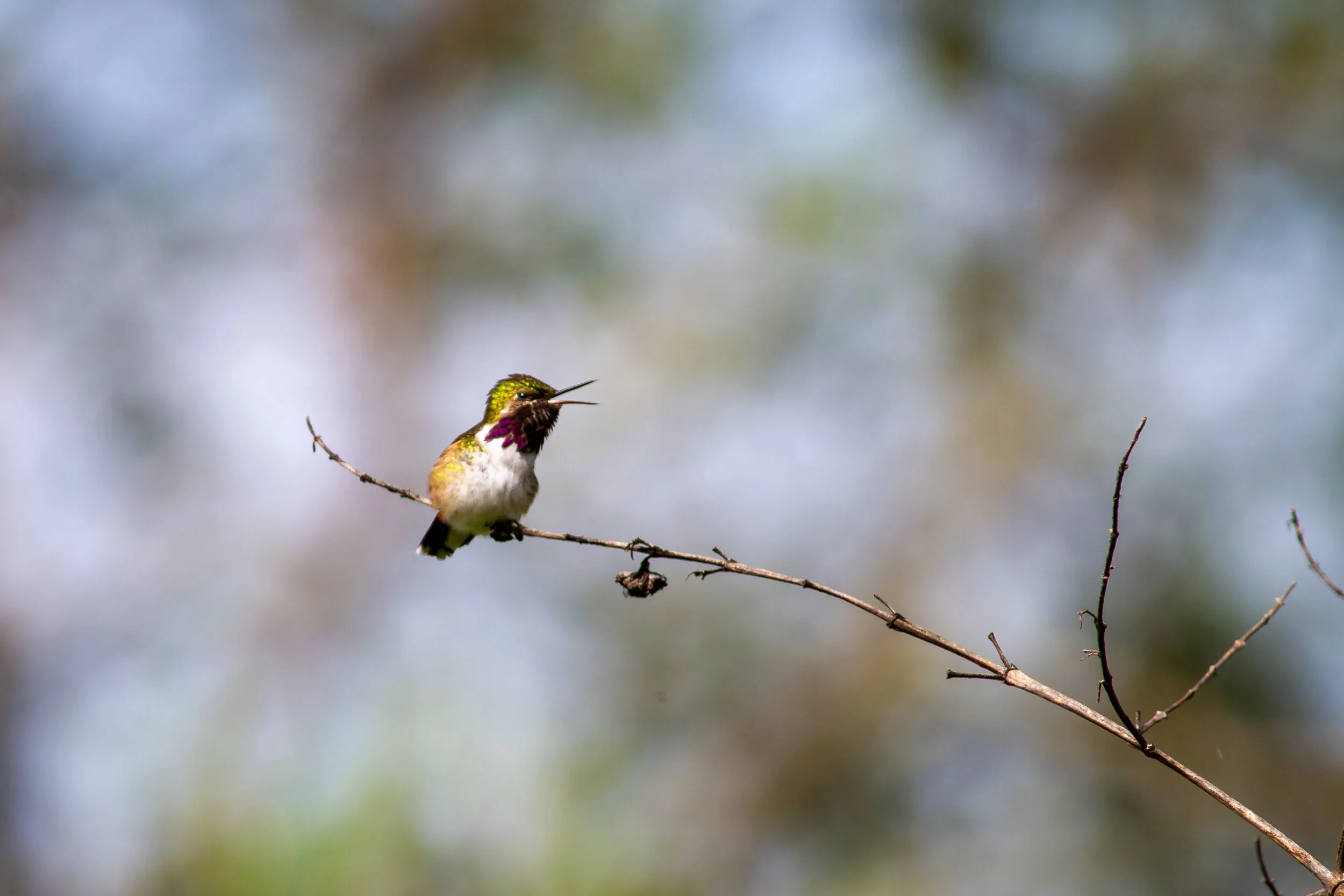 Oaxaca 2021 Gallery — Red Hill Birding