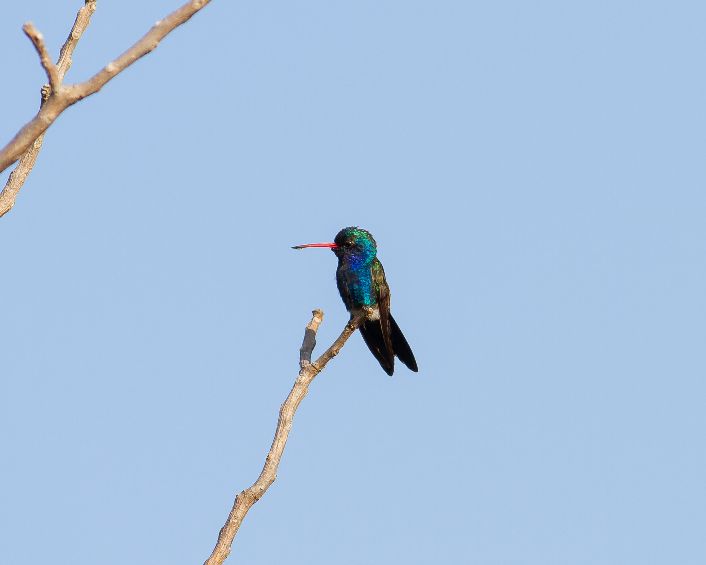 Broad-billed Hummingbird (Doubleday's)