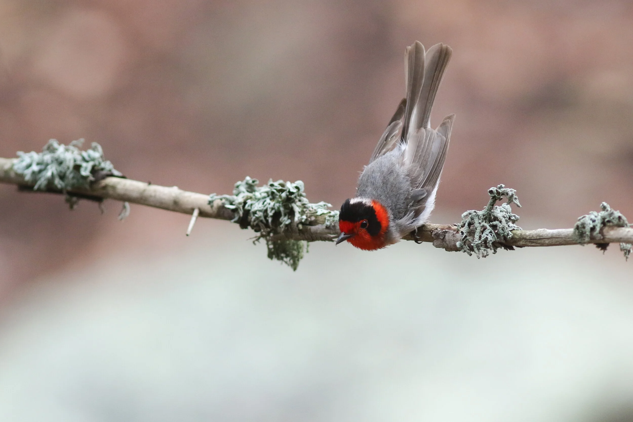 Red-faced Warbler_Nathan Goldberg.jpeg