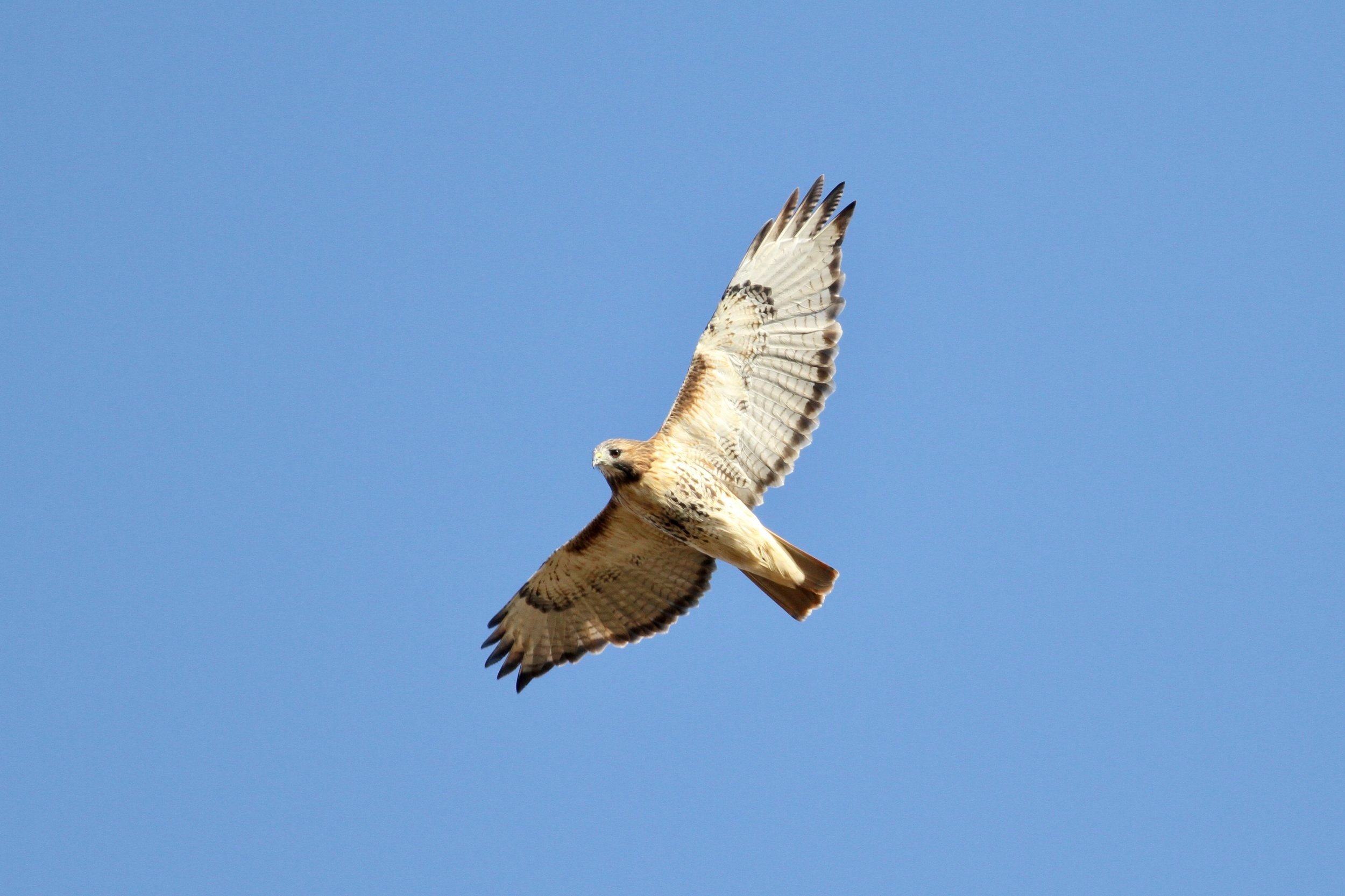 Red-tailed Hawk 