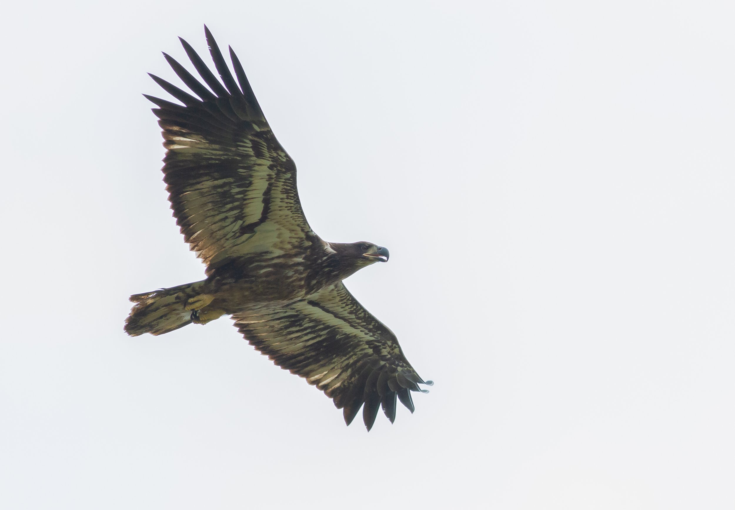Bald Eagles are a common sight in the area