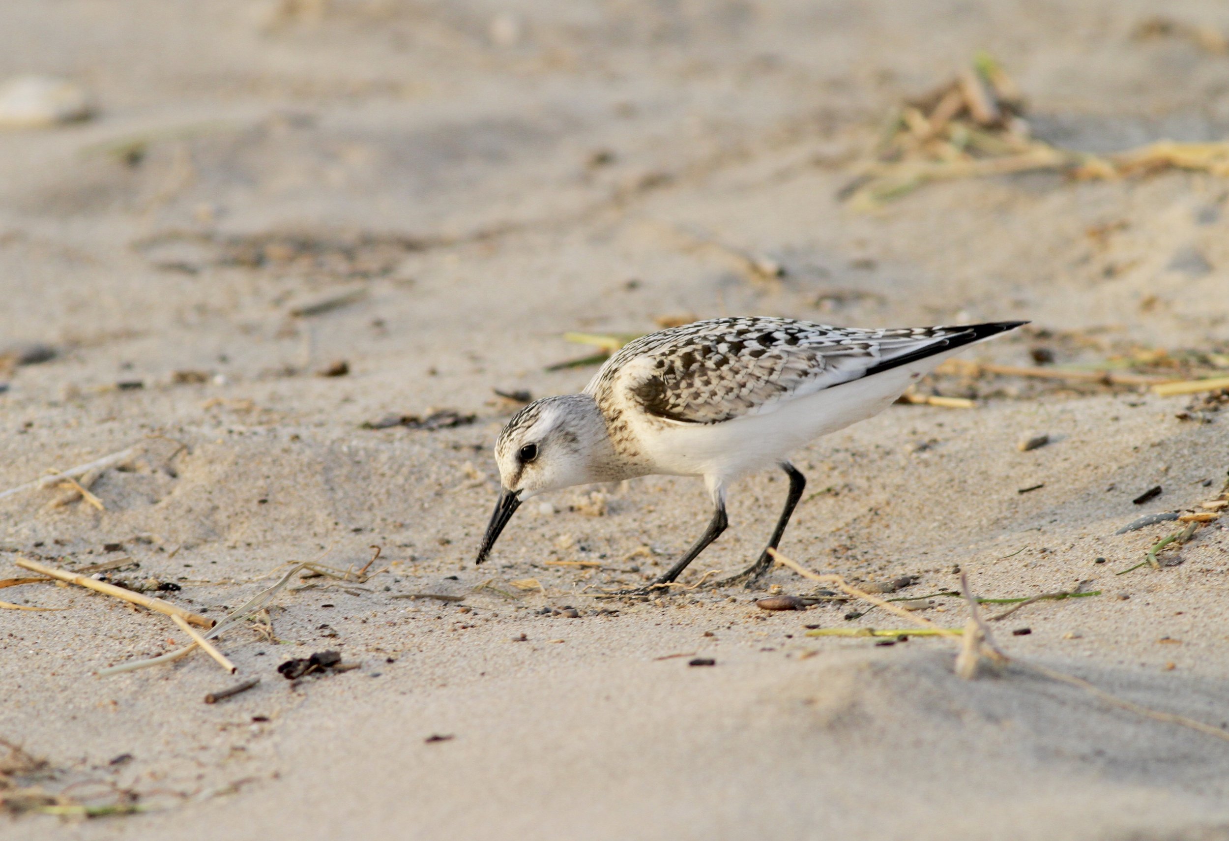 We will check the Superior lakeshore for migrants like this Sanderling