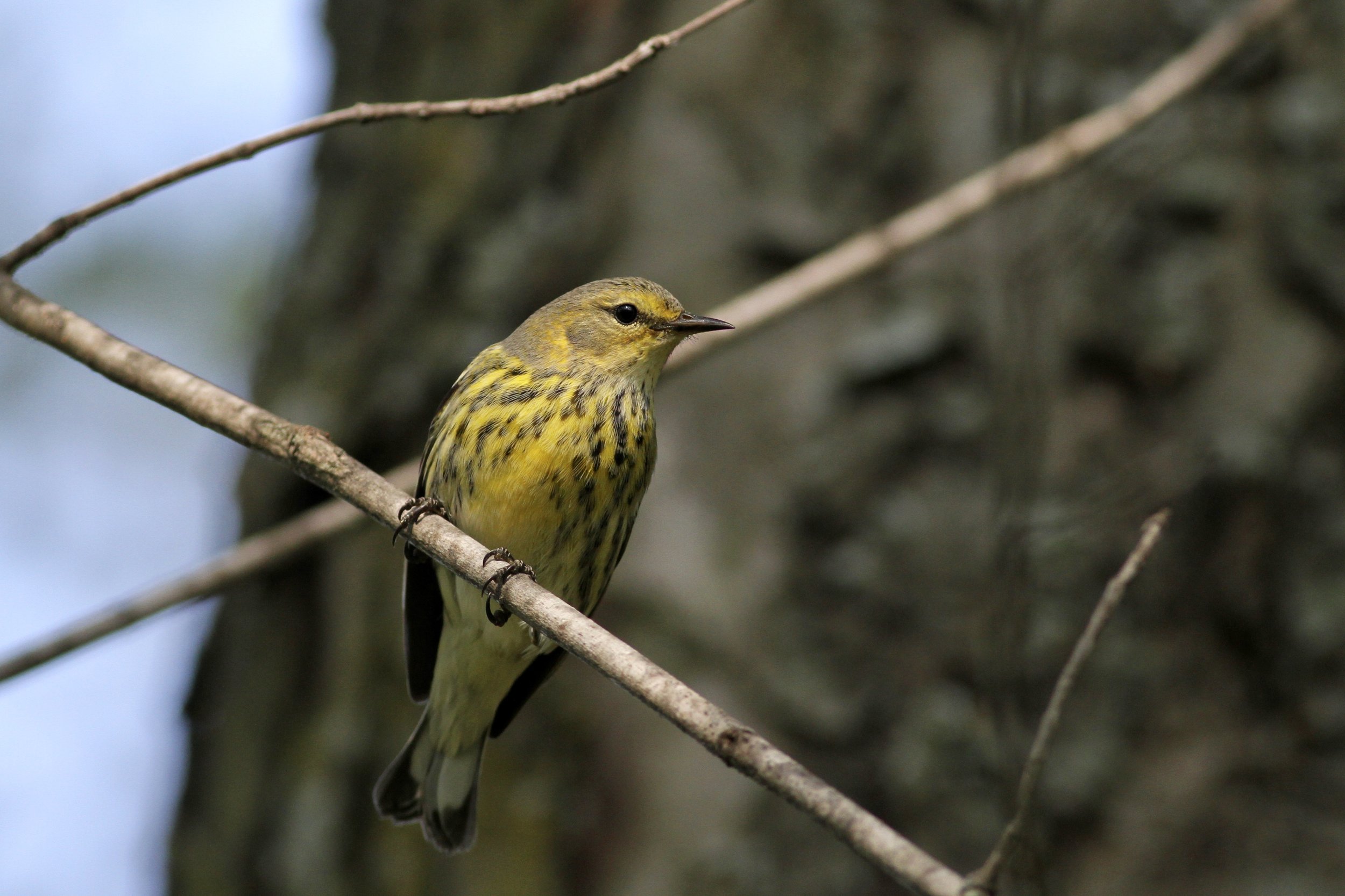 Cape May Warbler is one of many expected migrant warblers
