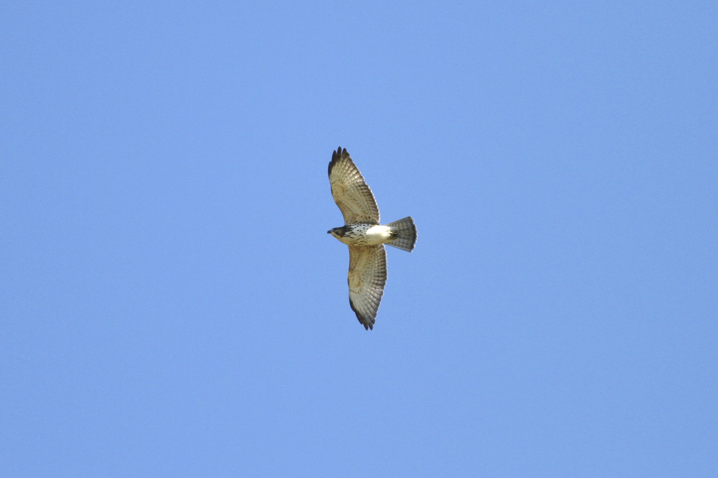  We hope to see many 100s of these juvenile Broad-winged Hawks 