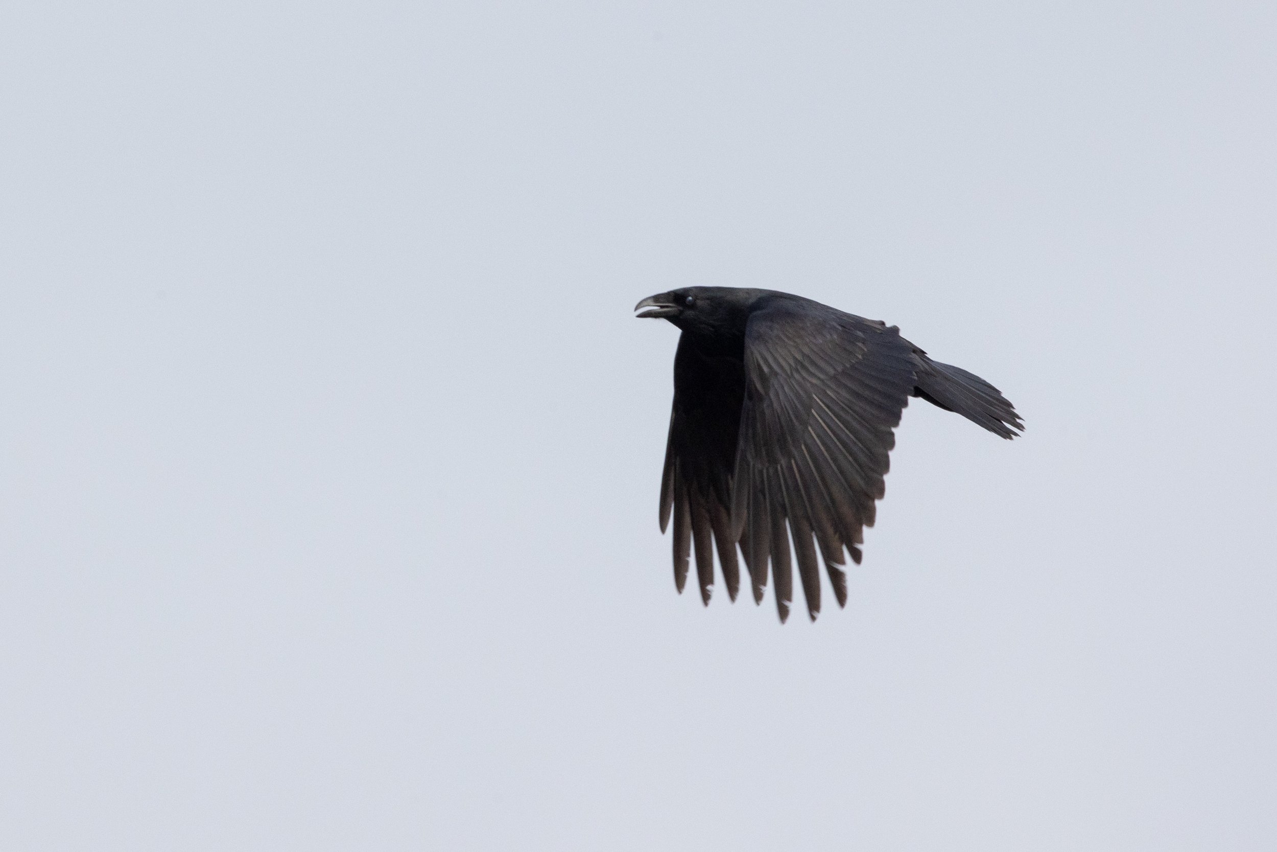 Common Ravens are a regular visitors to Hawk Ridge