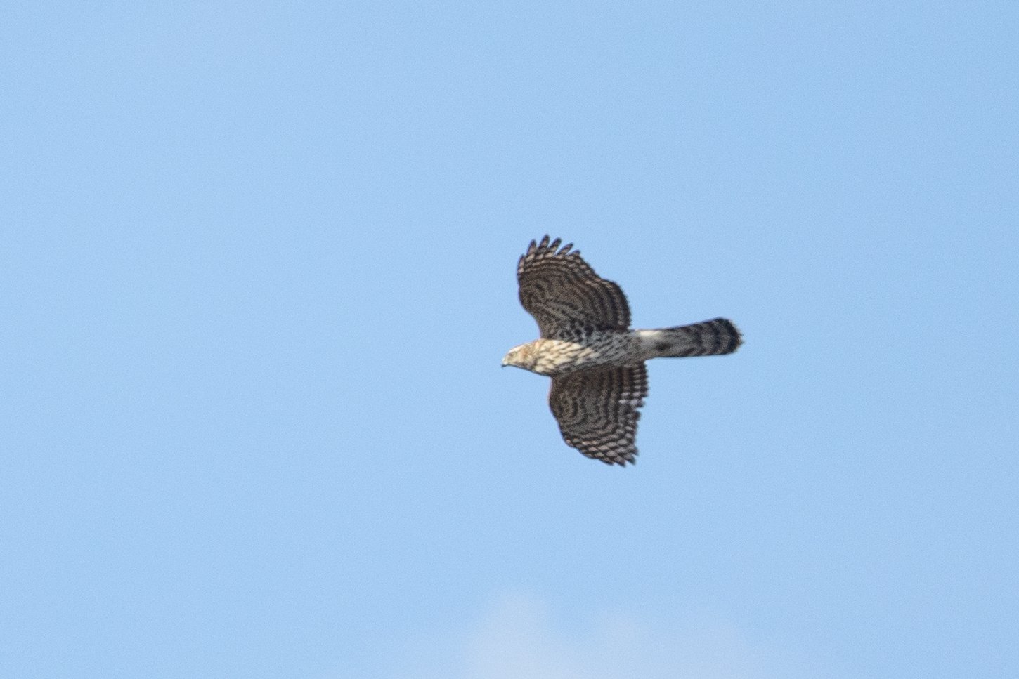 We will keep an eye out for Northern Goshawk on our tour of the region