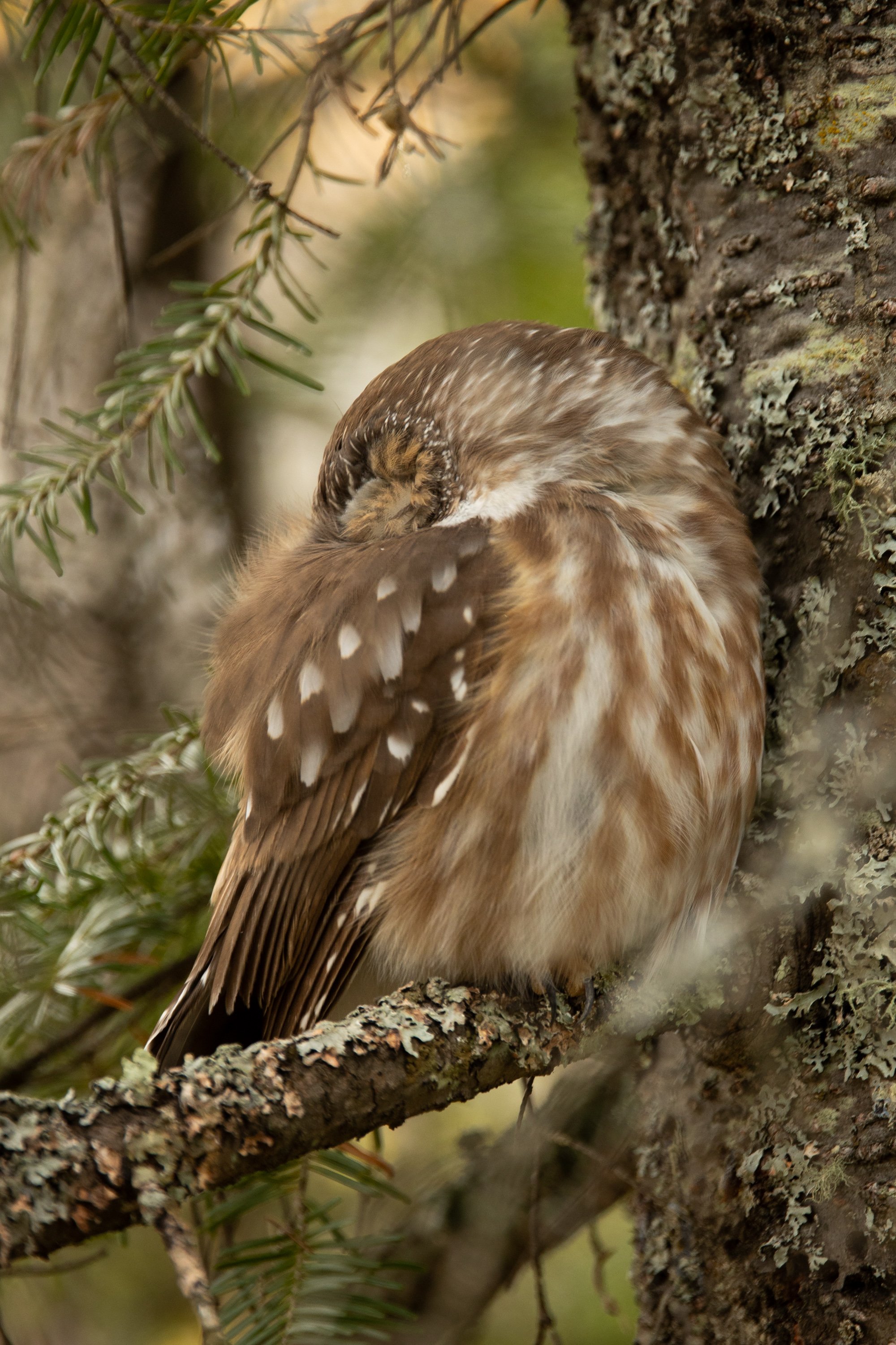  A Northern Saw-Whet Owl rests along the trails of Hawk Ridge Bird Observatory 
