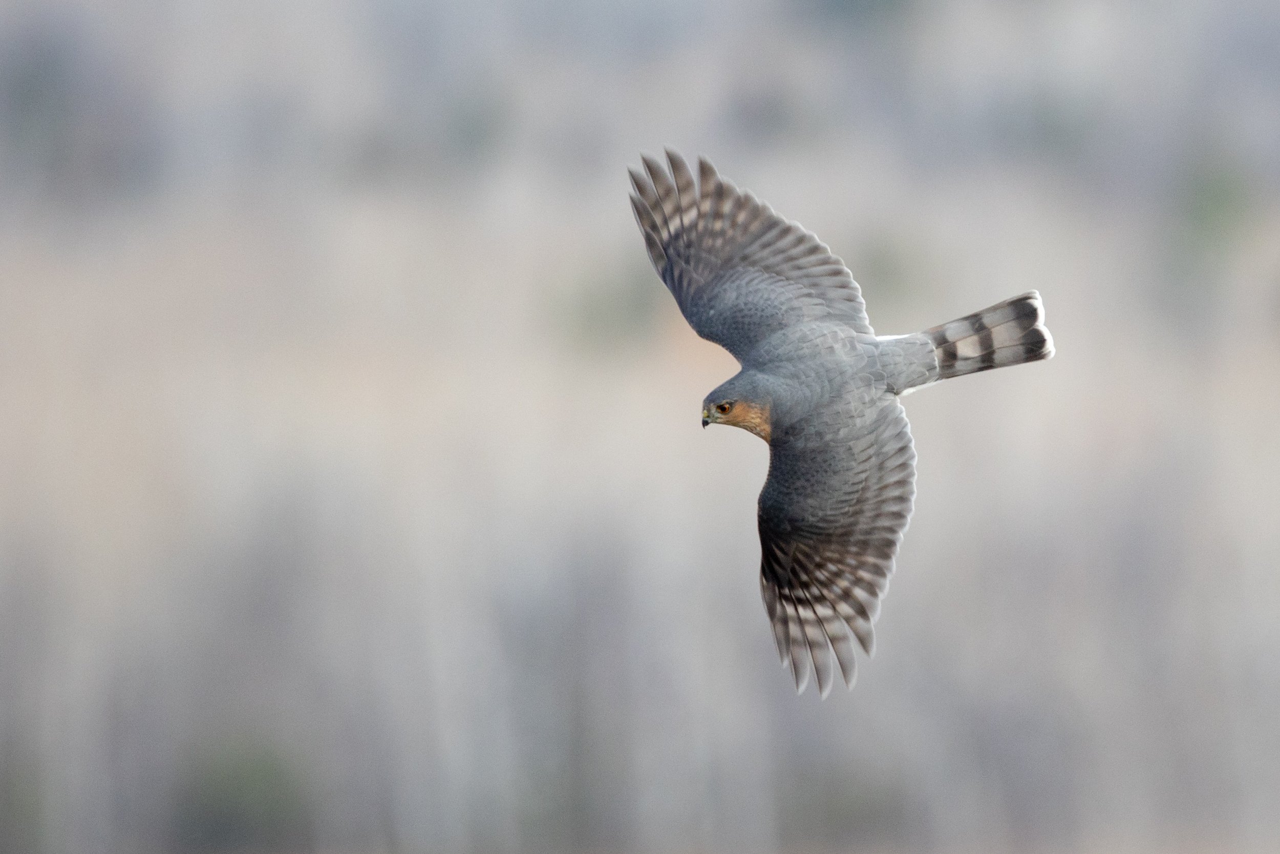If we are lucky, Hawk Ridge can be a great place to witness close migrants like this adult Sharp-shinned Hawk