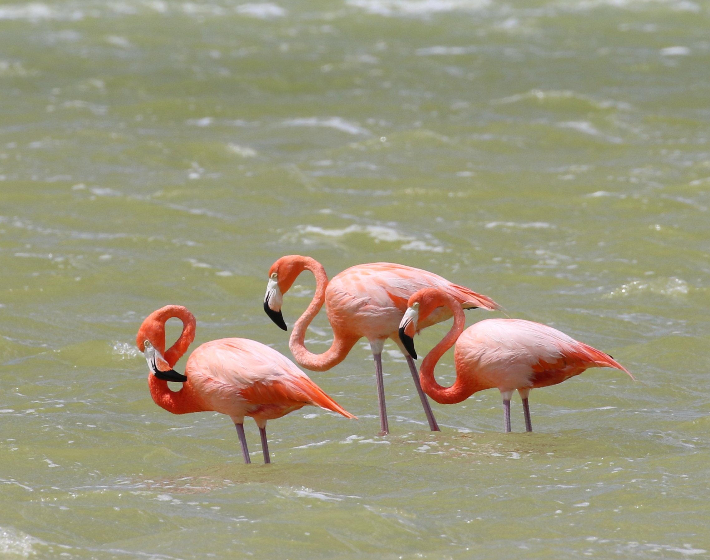 American Flamingos - photo by participant Diane Eubanks