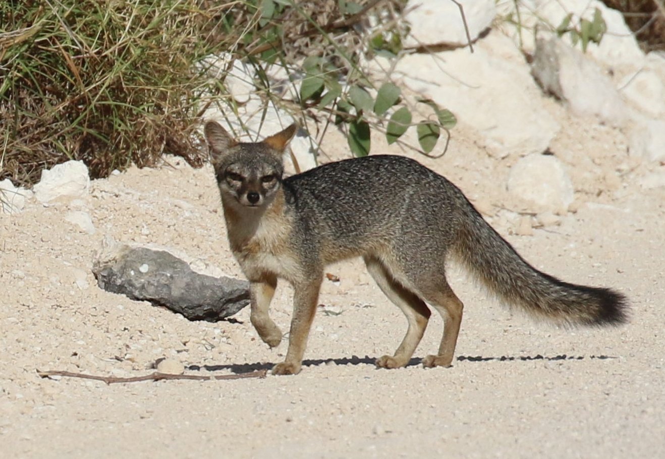 Gray Fox - photo by participant Diane Eubanks