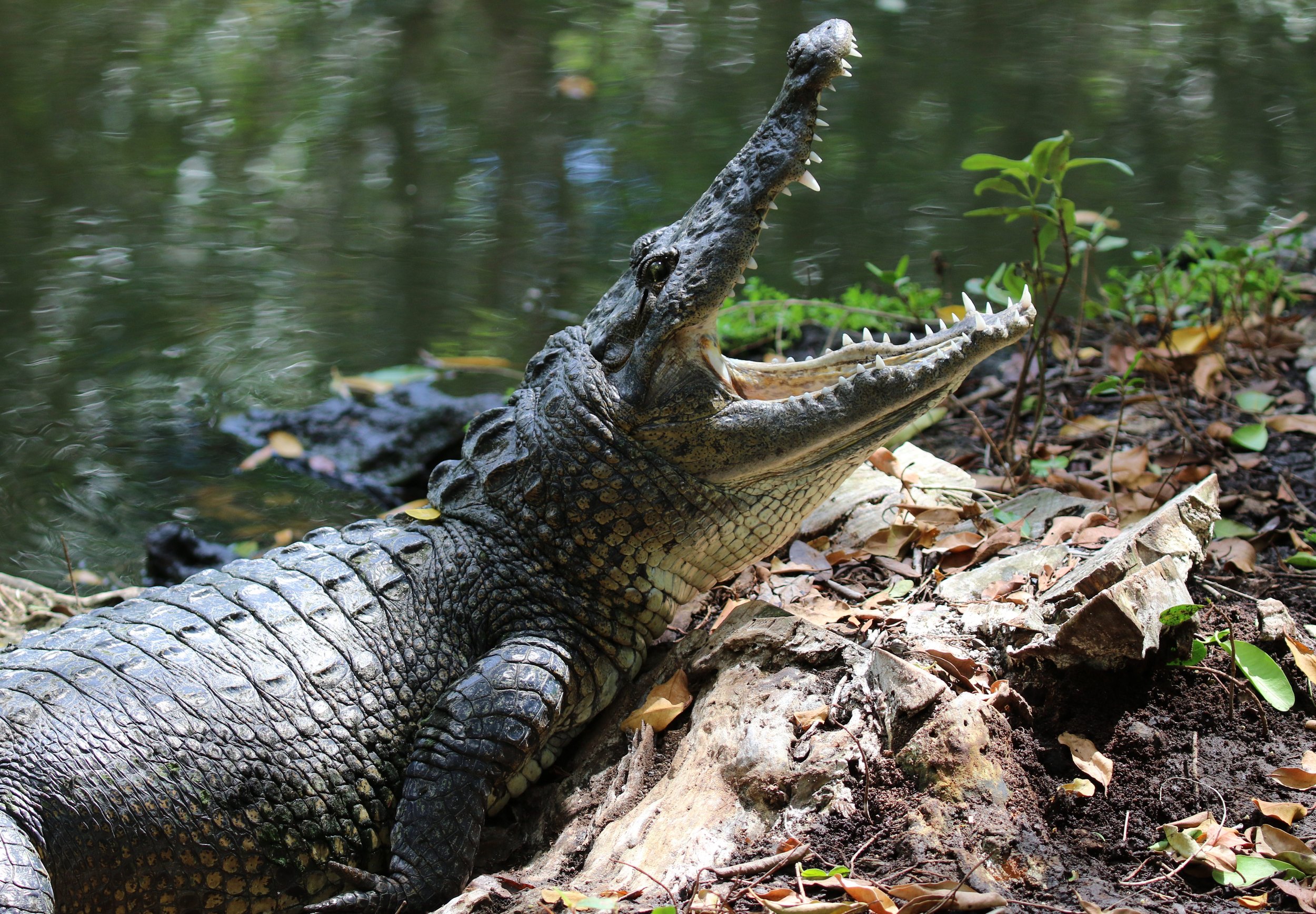 Morelet's Crocodile - photo by participant Diane Eubanks