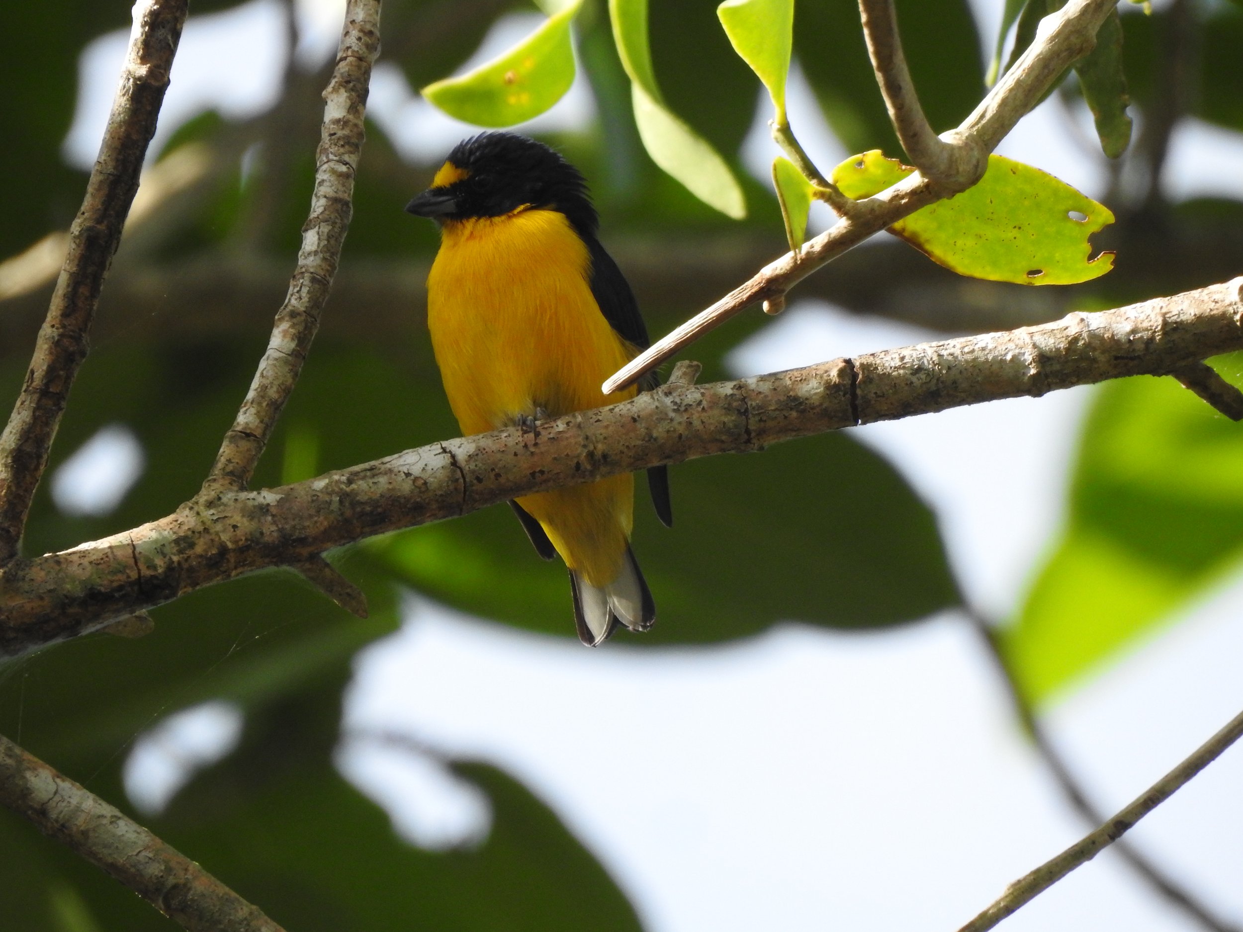Yellow-throated Euphonia - photo by participant Diane Hansen