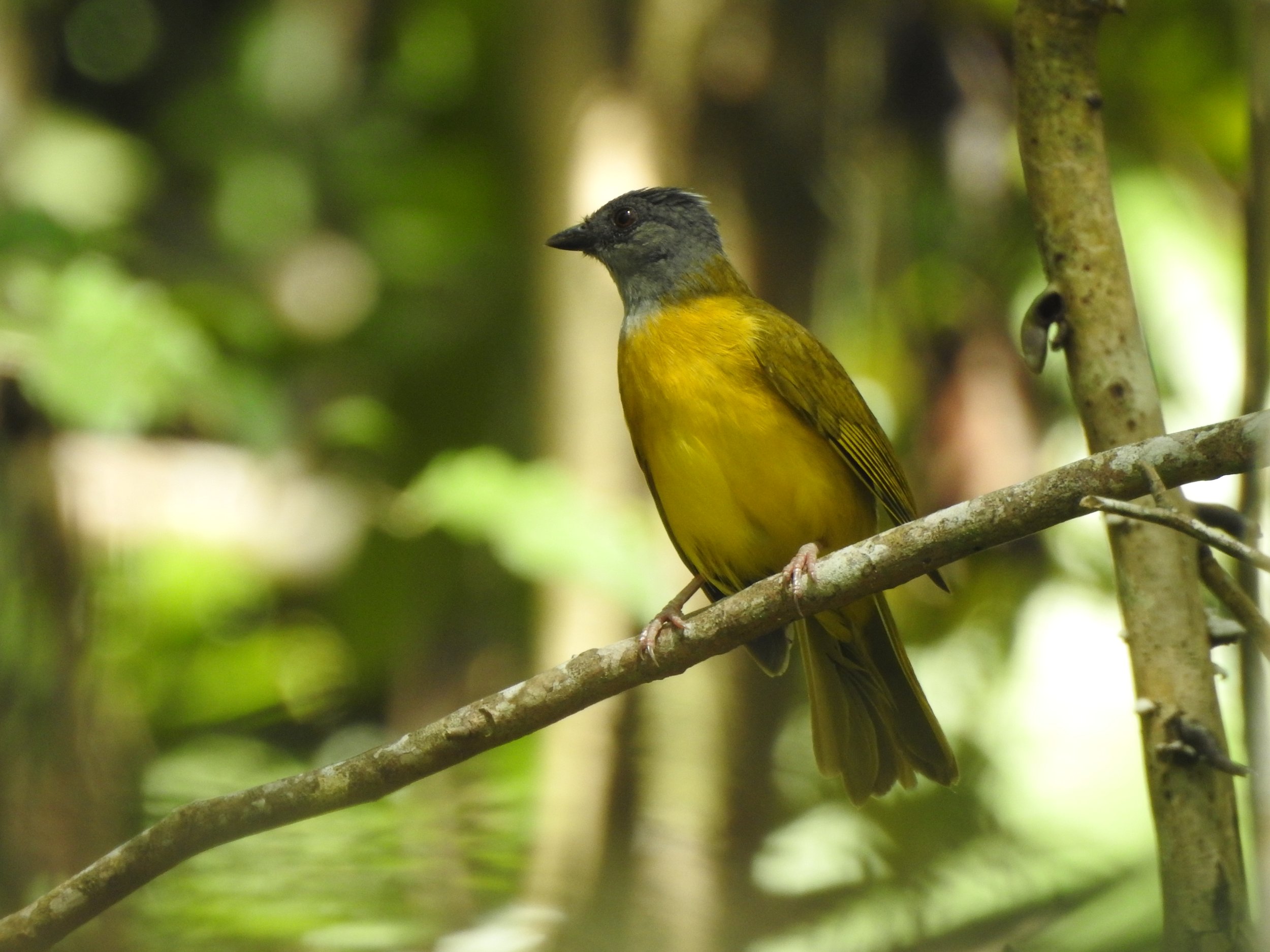 Gray-headed Tanager - photo by participant Diane Hansen
