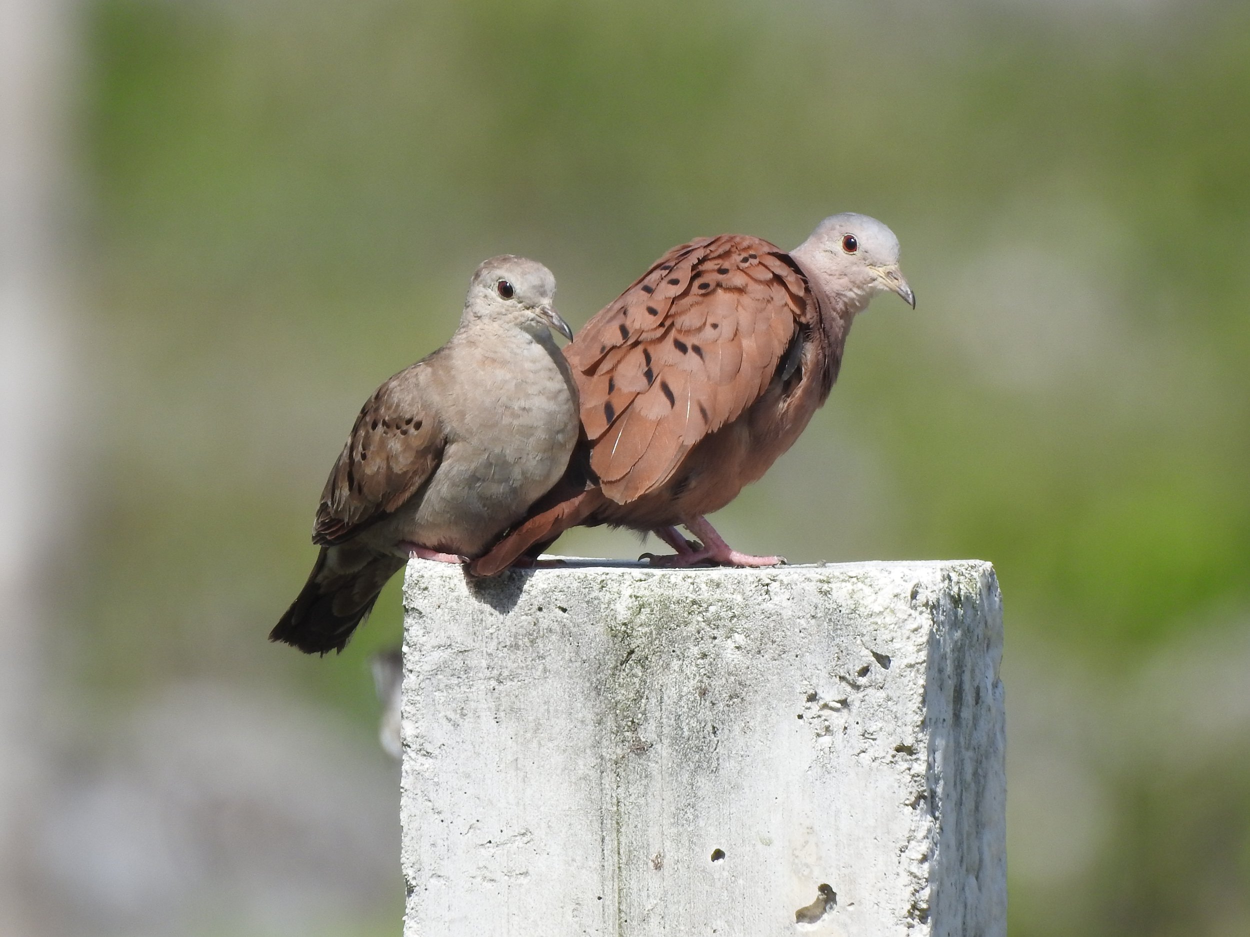 Ruddy Ground-Doves - photo by participant Diane Hansen