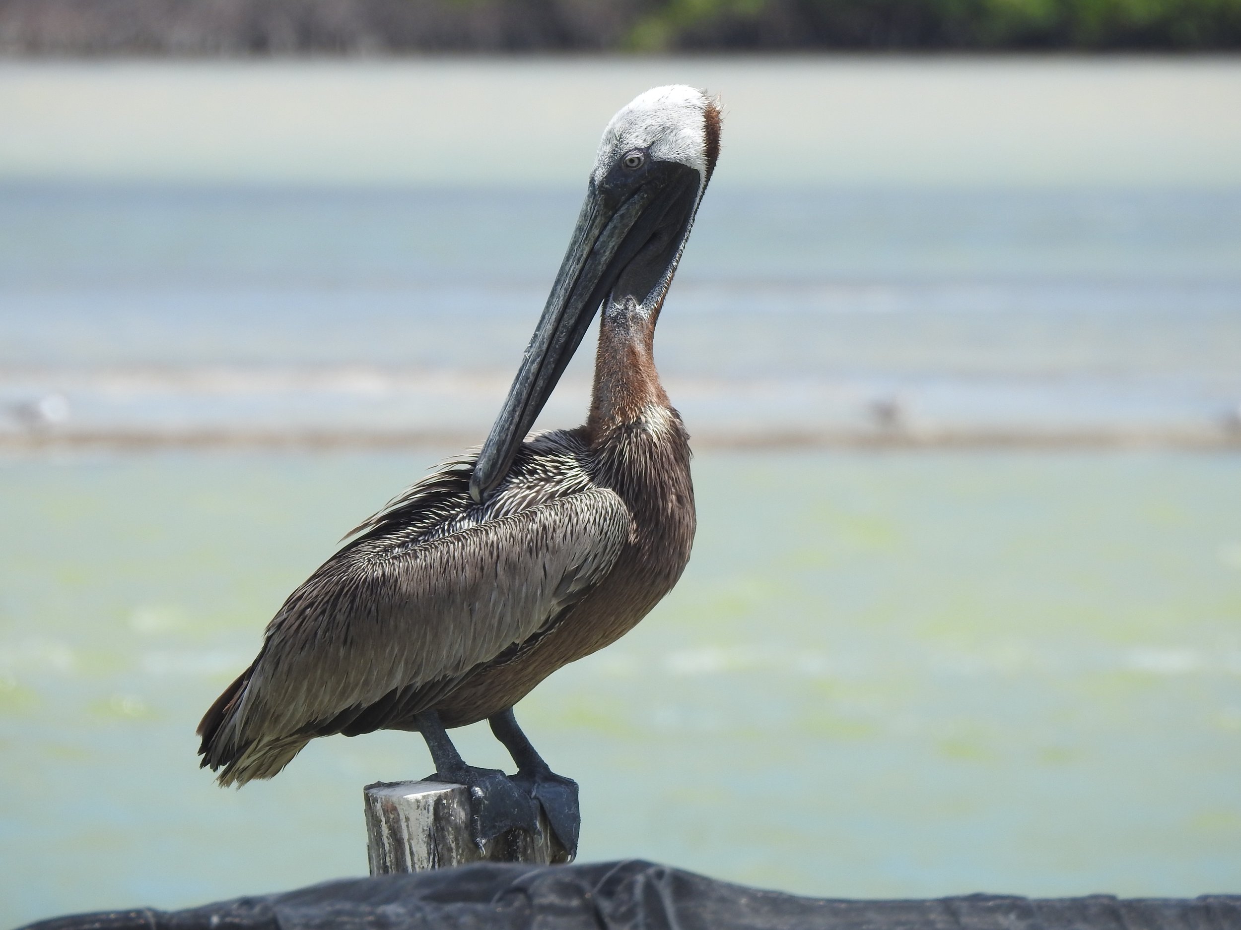 Brown Pelican -- photo by Diane Hansen