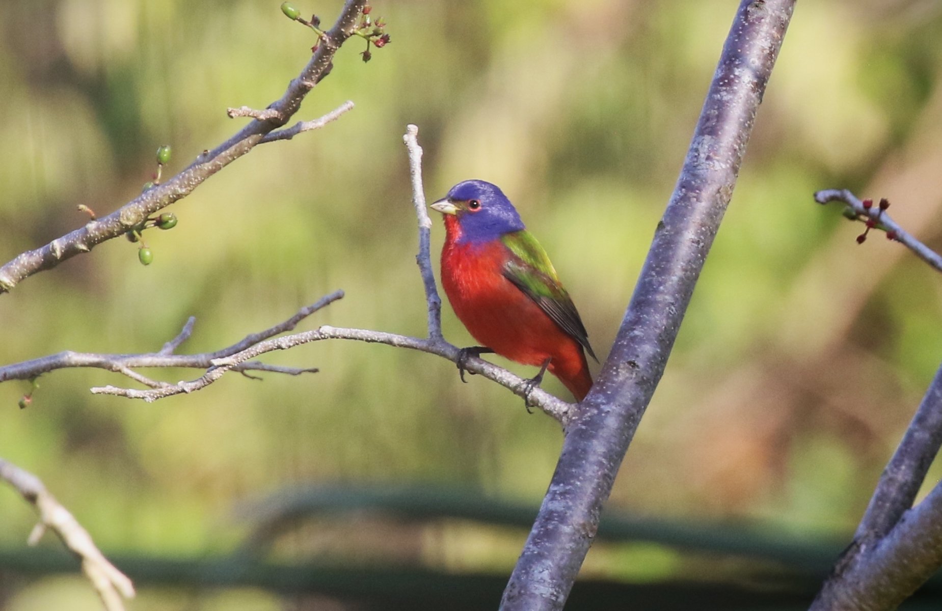Painted Bunting - photo by participant Diane Eubanks