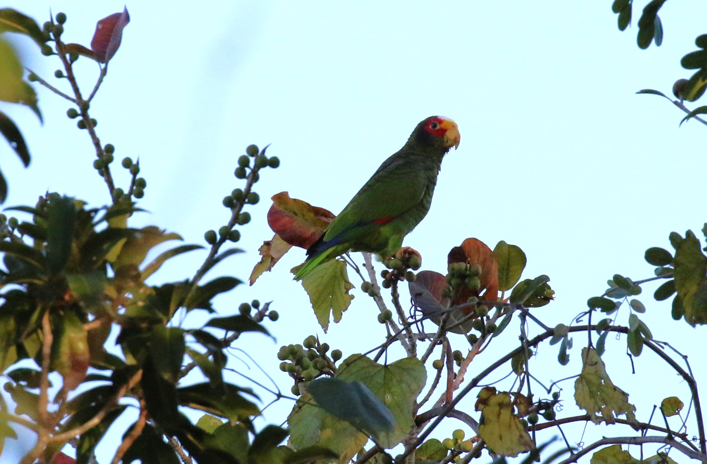 Yellow-lored Parrot - photo by participant Diane Eubanks
