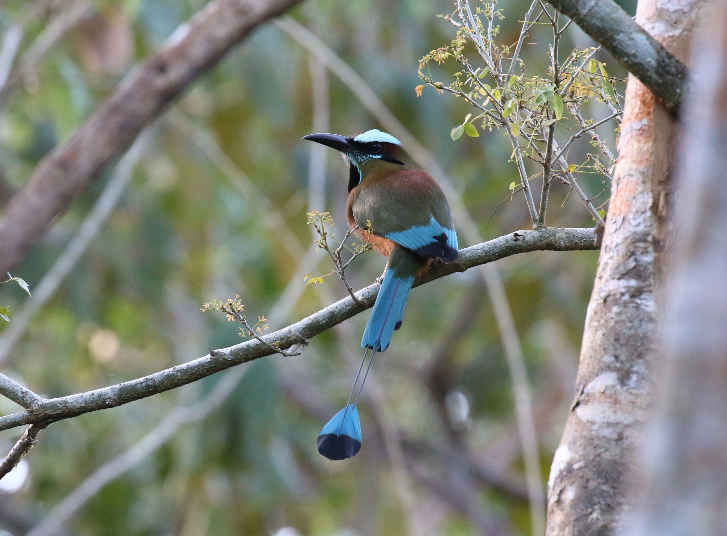Turquoise-browed Motmot - photo by participant Diane Eubanks