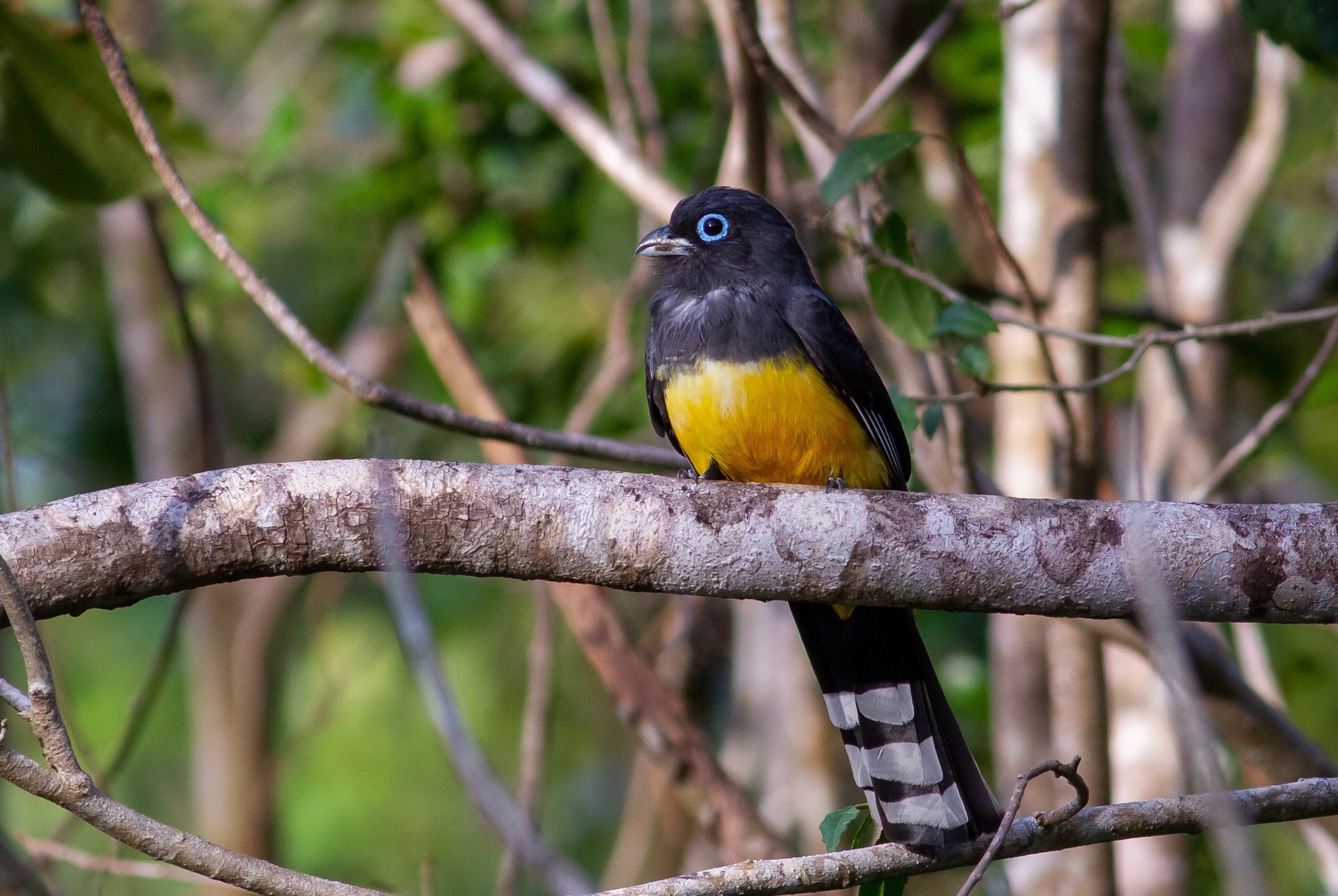 Black-headed Trogon