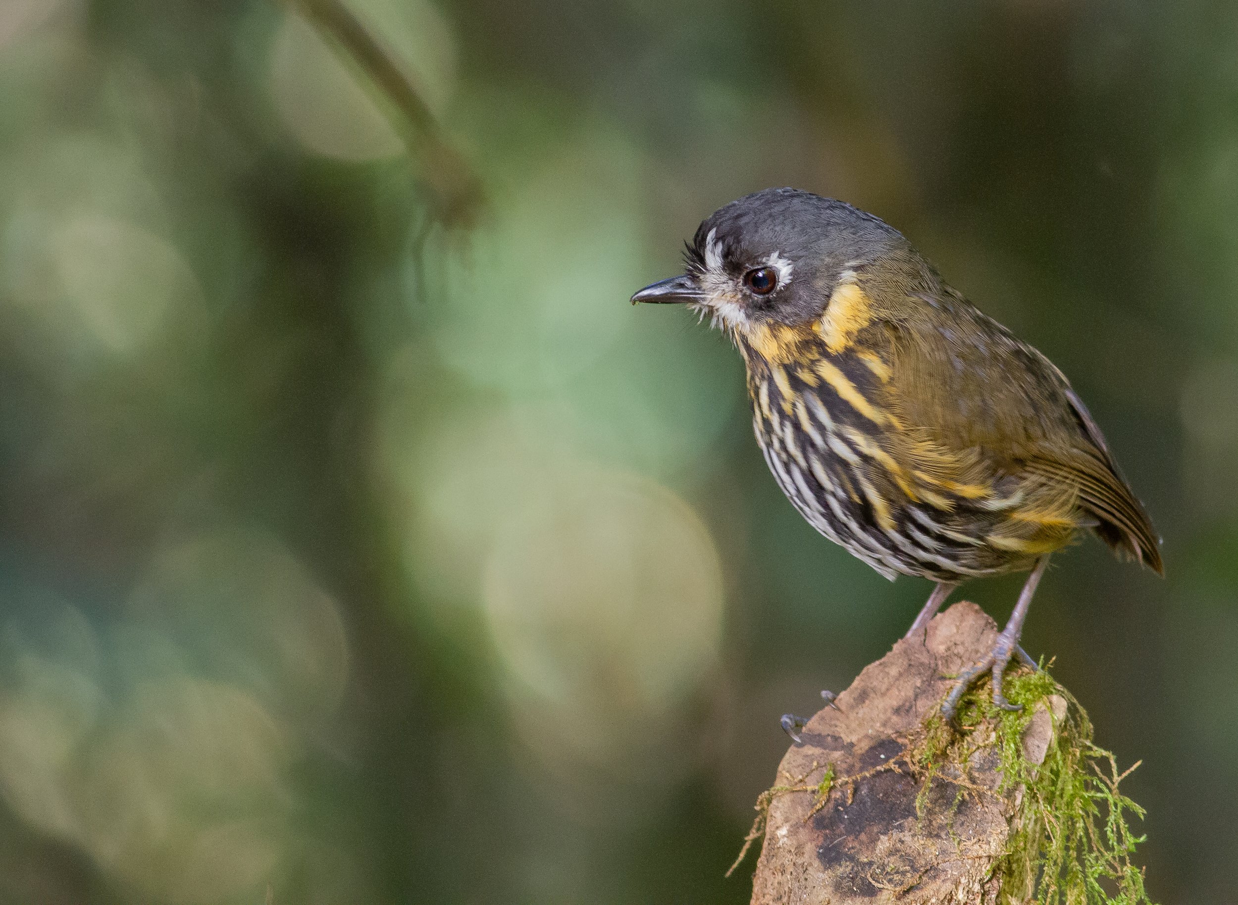 Crescent-faced Antpitta