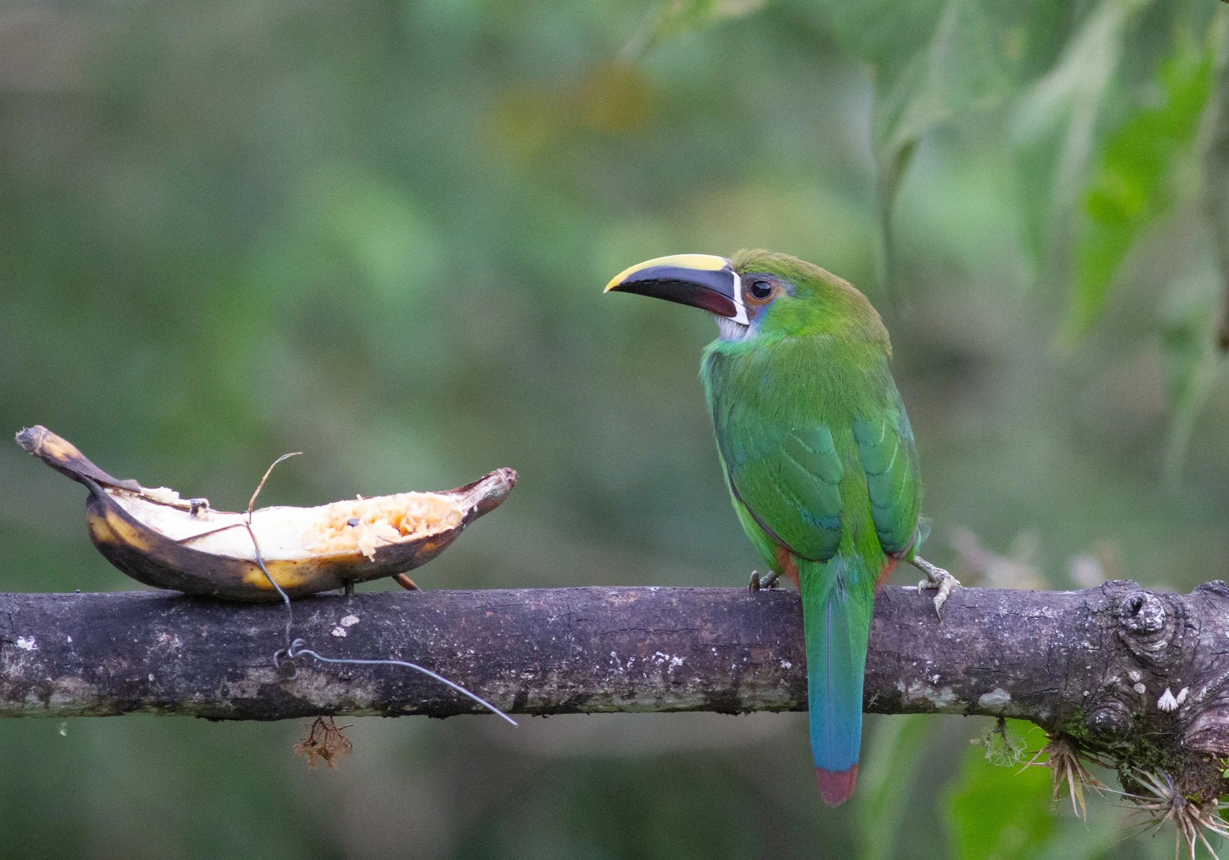 Southern Emerald-Toucanet