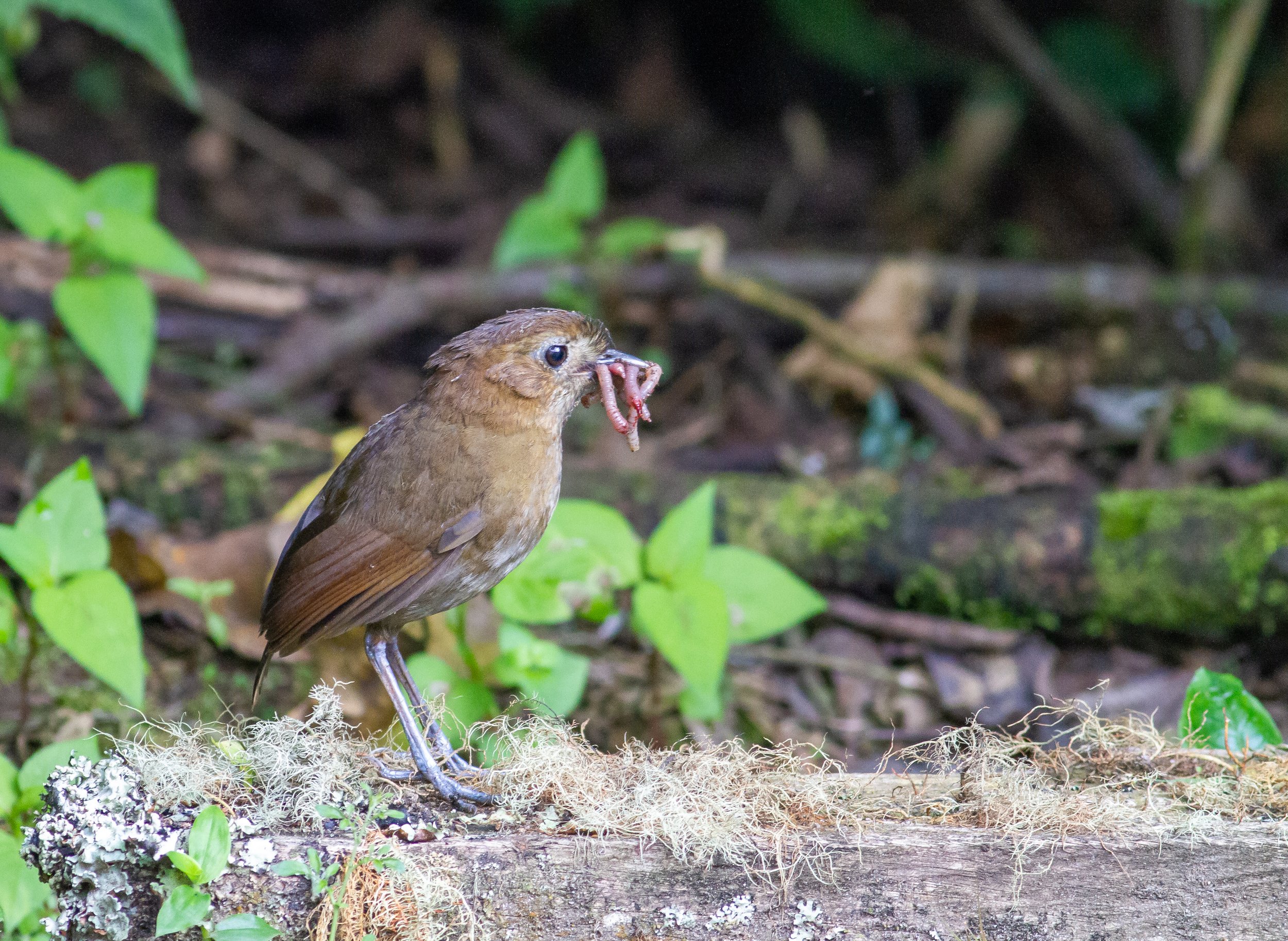 Brown-banded Antpitta
