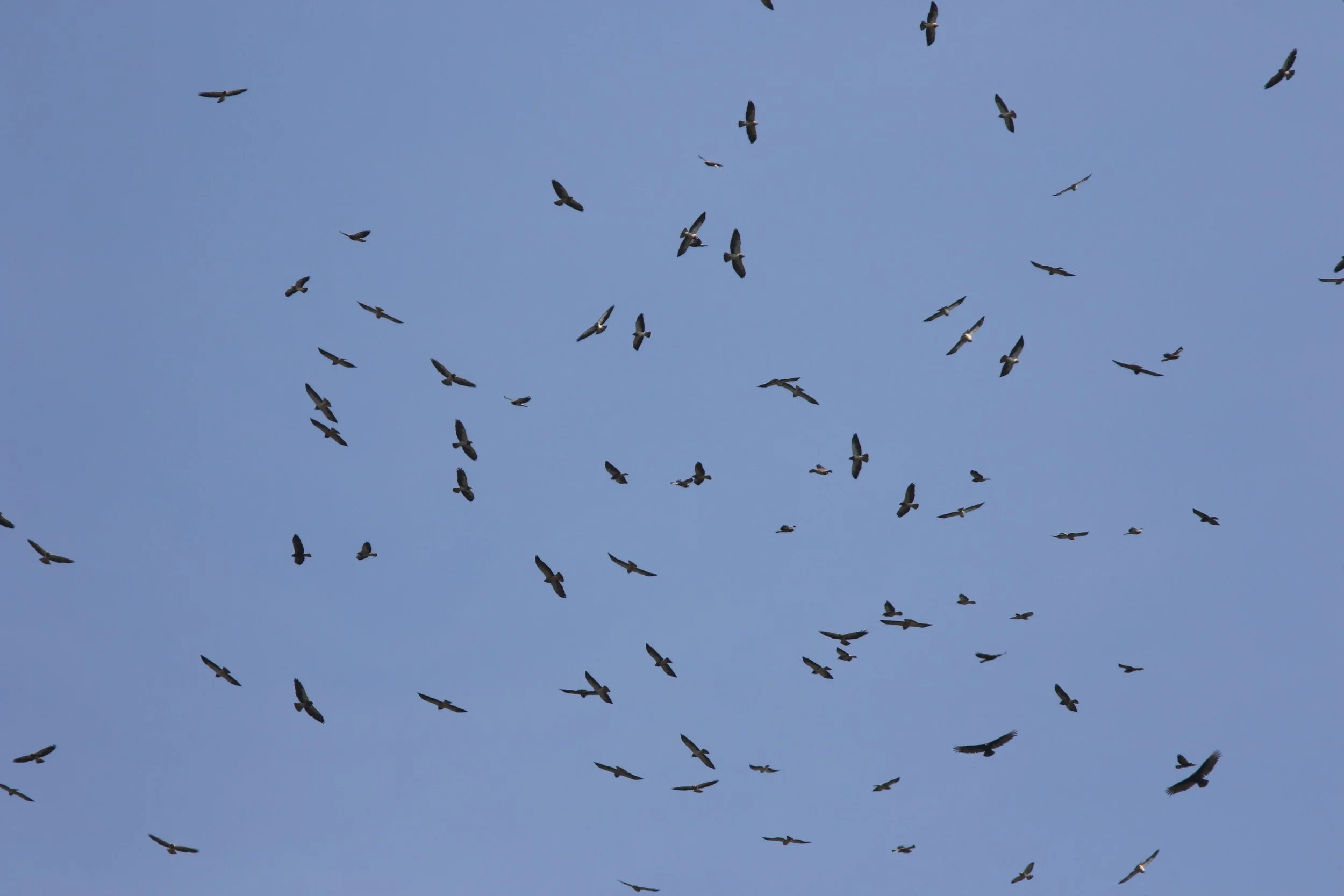 530A9279 Swainson's Hawk migration (2).JPG