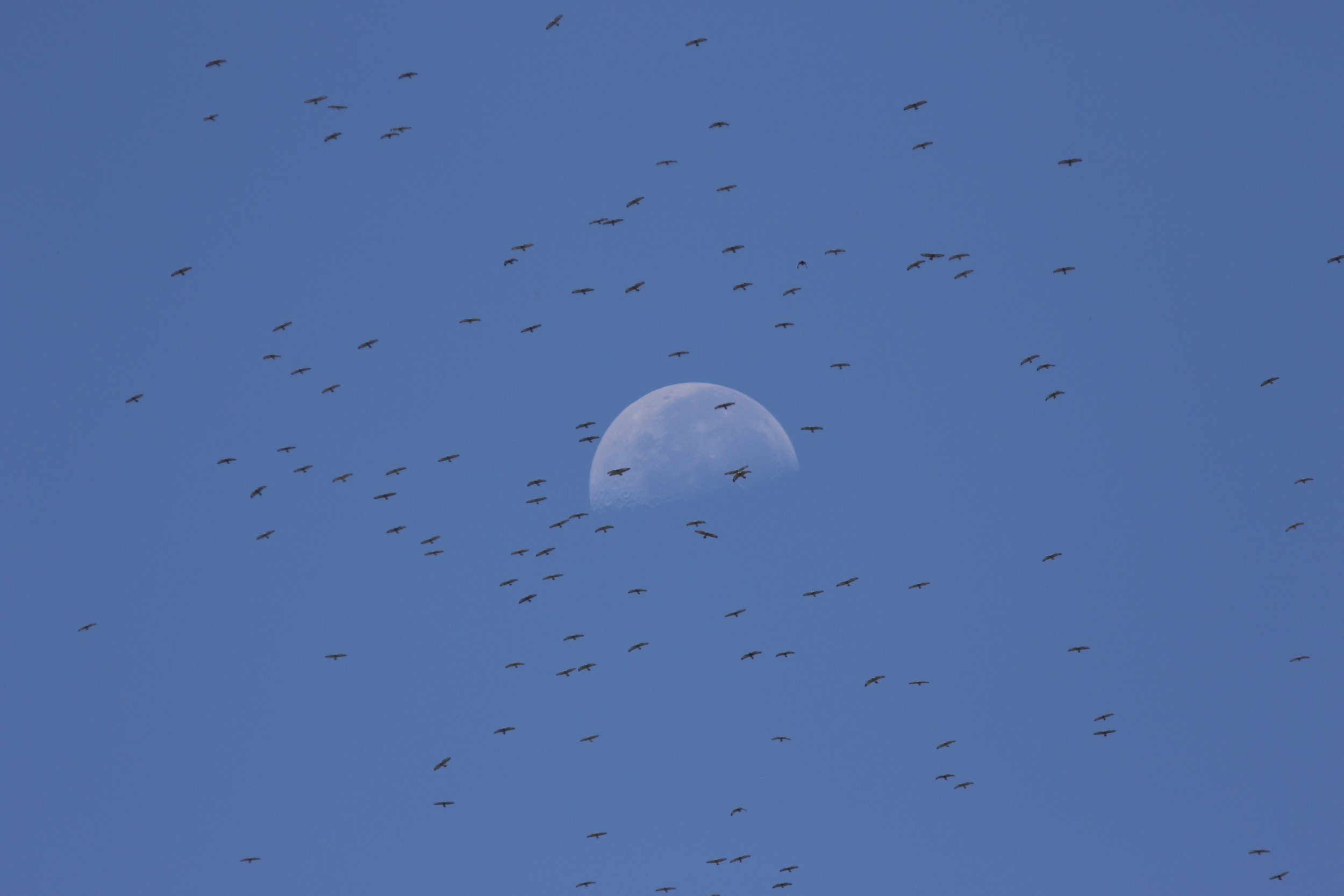 Broad-winged Hawks migrating 