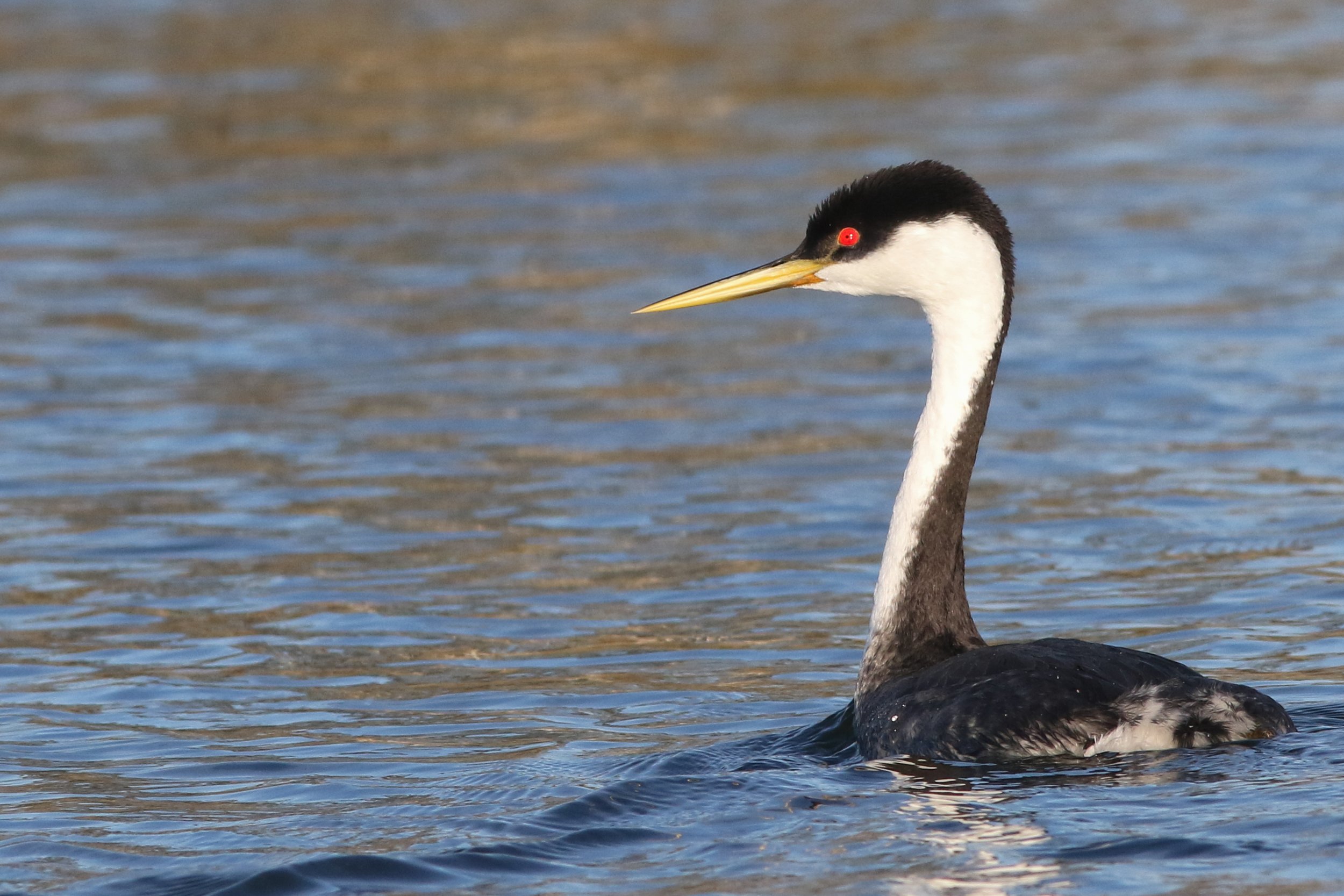 Western Grebe