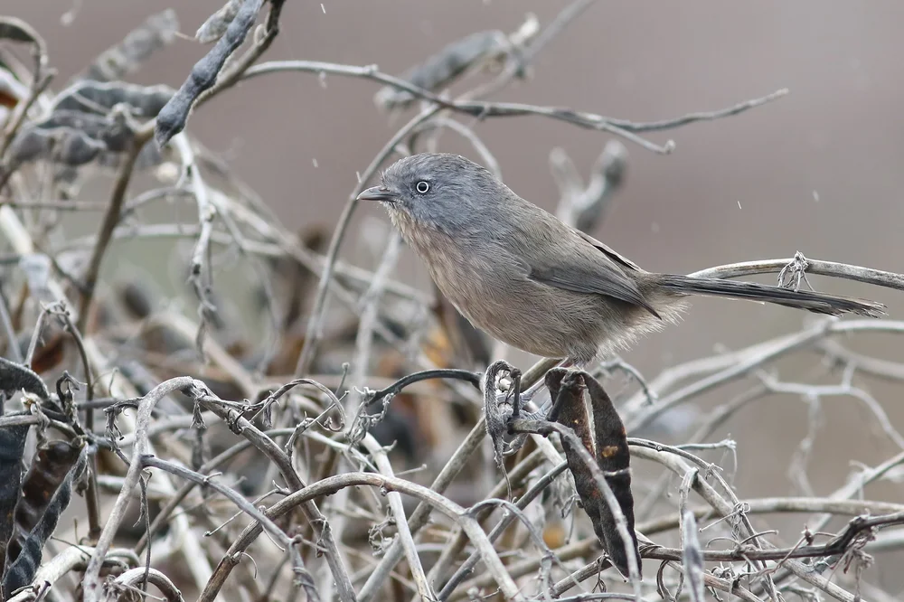Southern California — Red Hill Birding