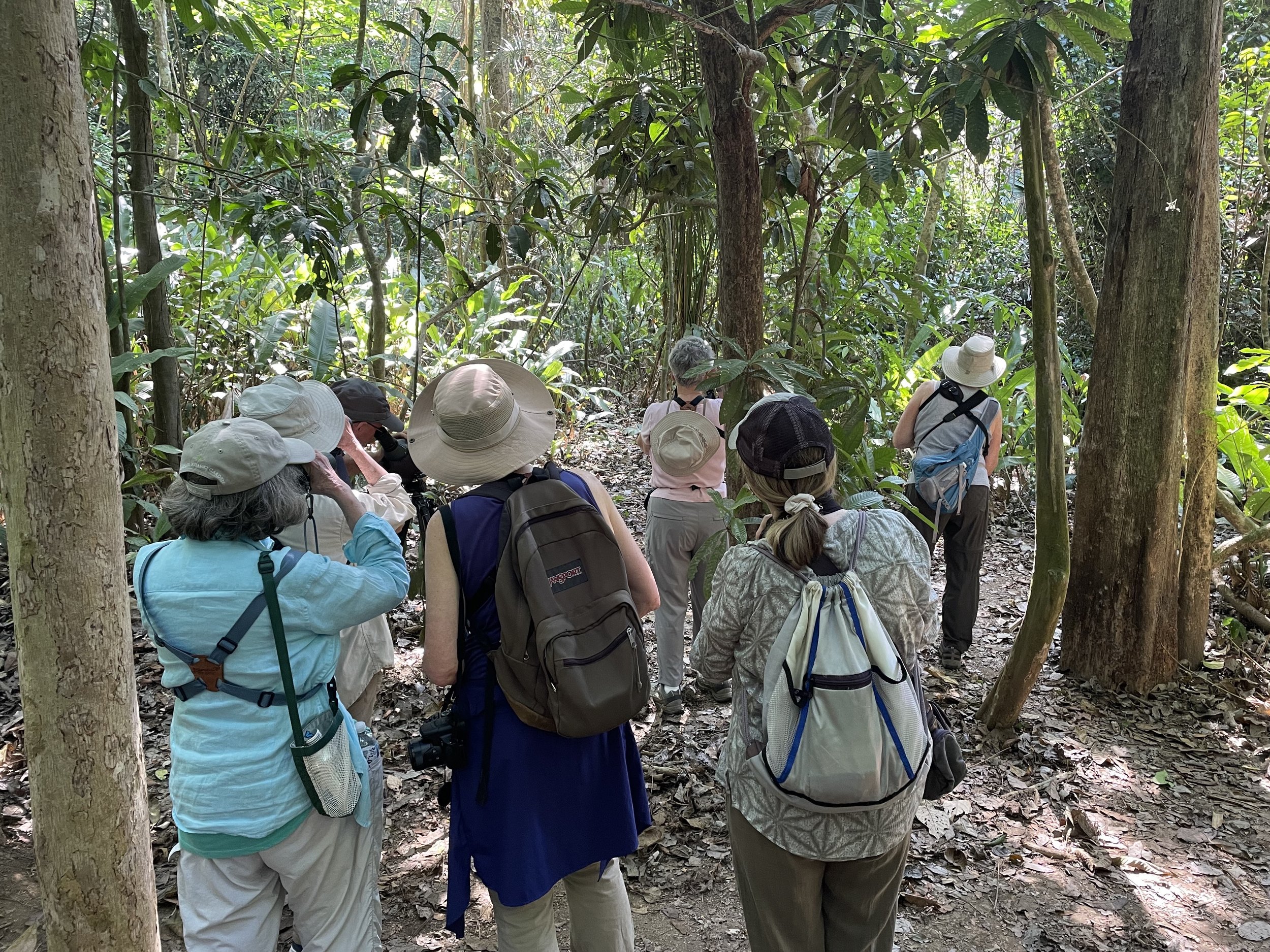 Watching an ant swarm with its attendant birds in Carara National Park