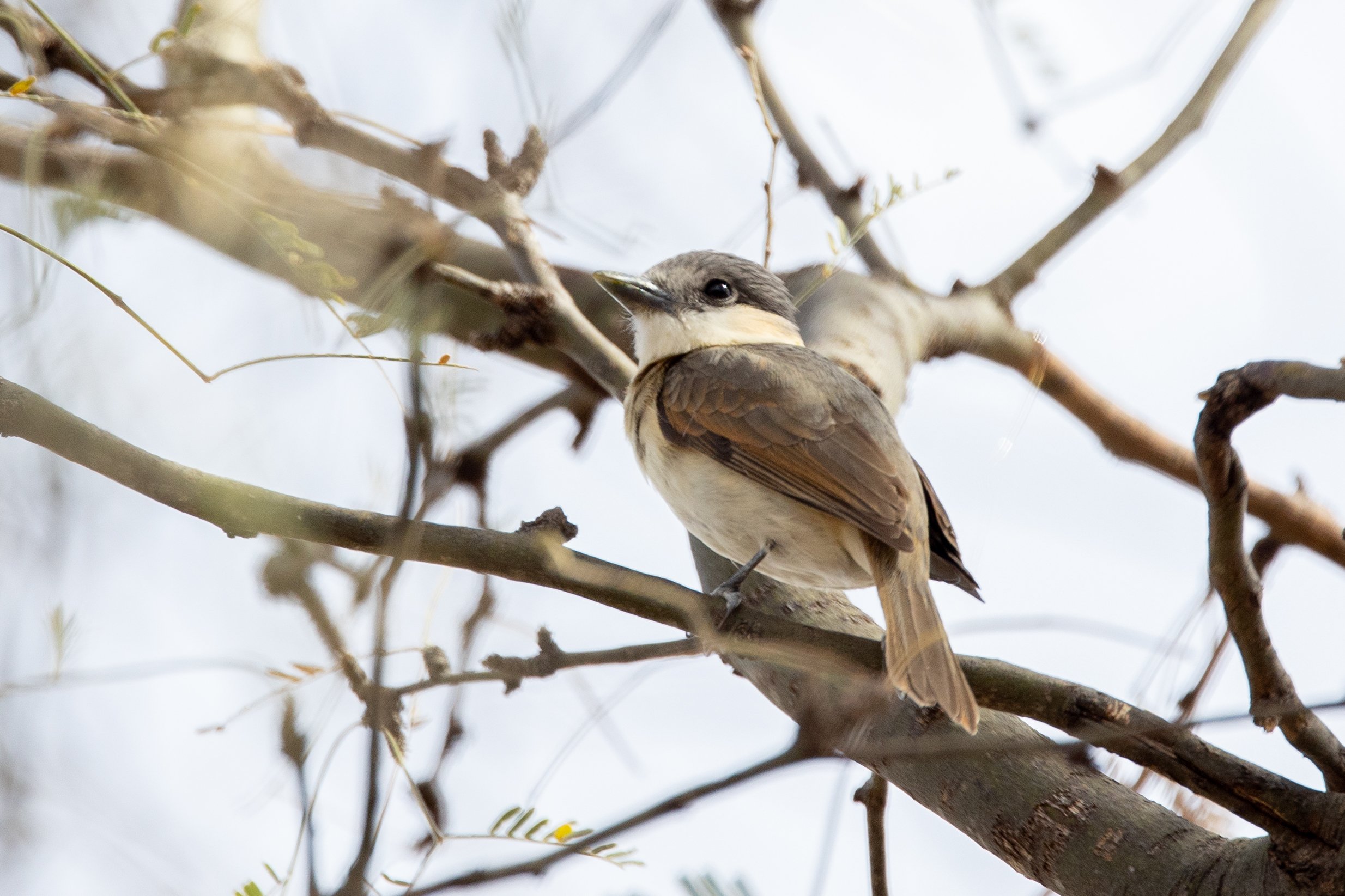 Rose-throated Becard