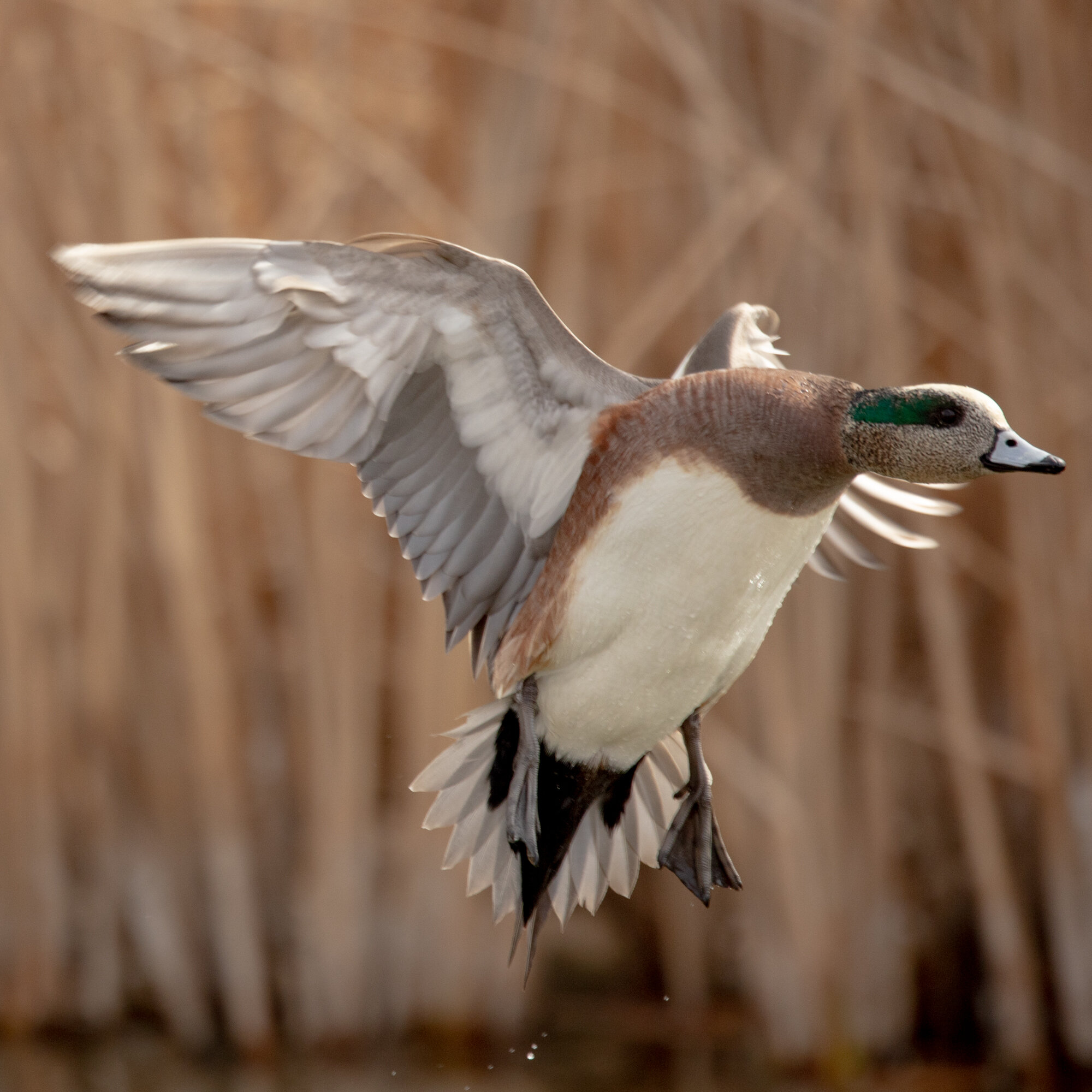 One of the fun things about Arizona in winter is the abundance and tameness of ducks, like these American Wigeon, wherever there are ponds. This will be a feature of our tour there next January, where we have just two spots remaining (out of only sev